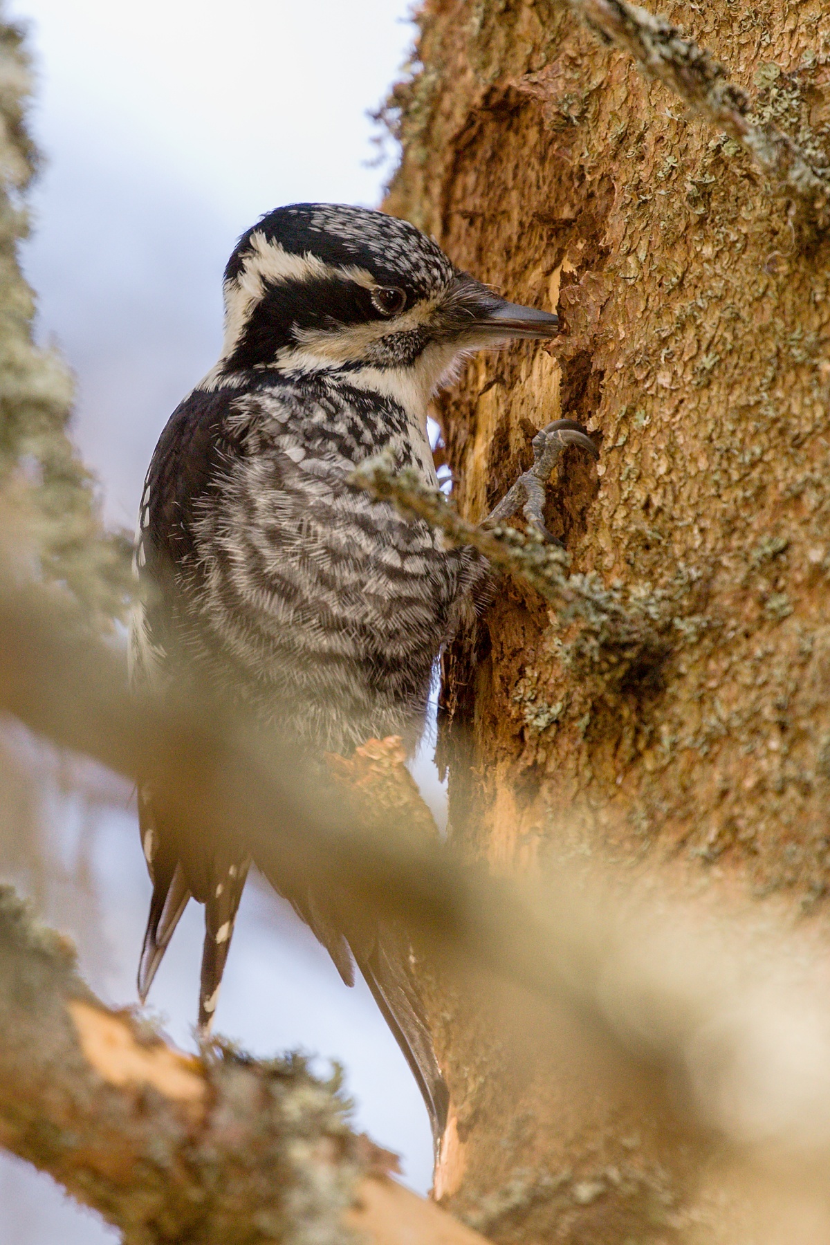 ďubník trojprstý (Picoides tridactylus) Three-toed Woodpecker, Západné Tatry, Slovakia