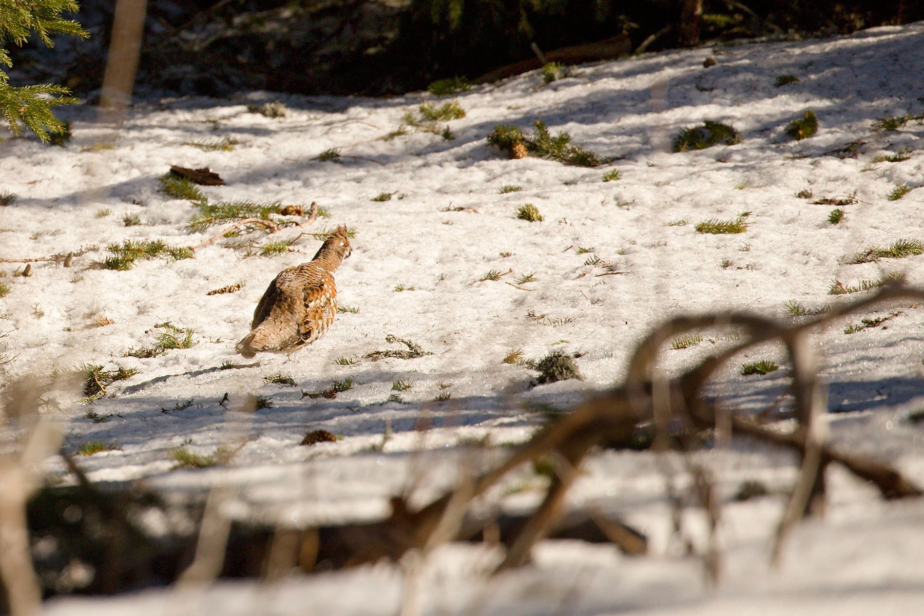 jariabok hôrny (Tetrastes bonasia) Hazel Grouse, Západné Tatry, Slovensko