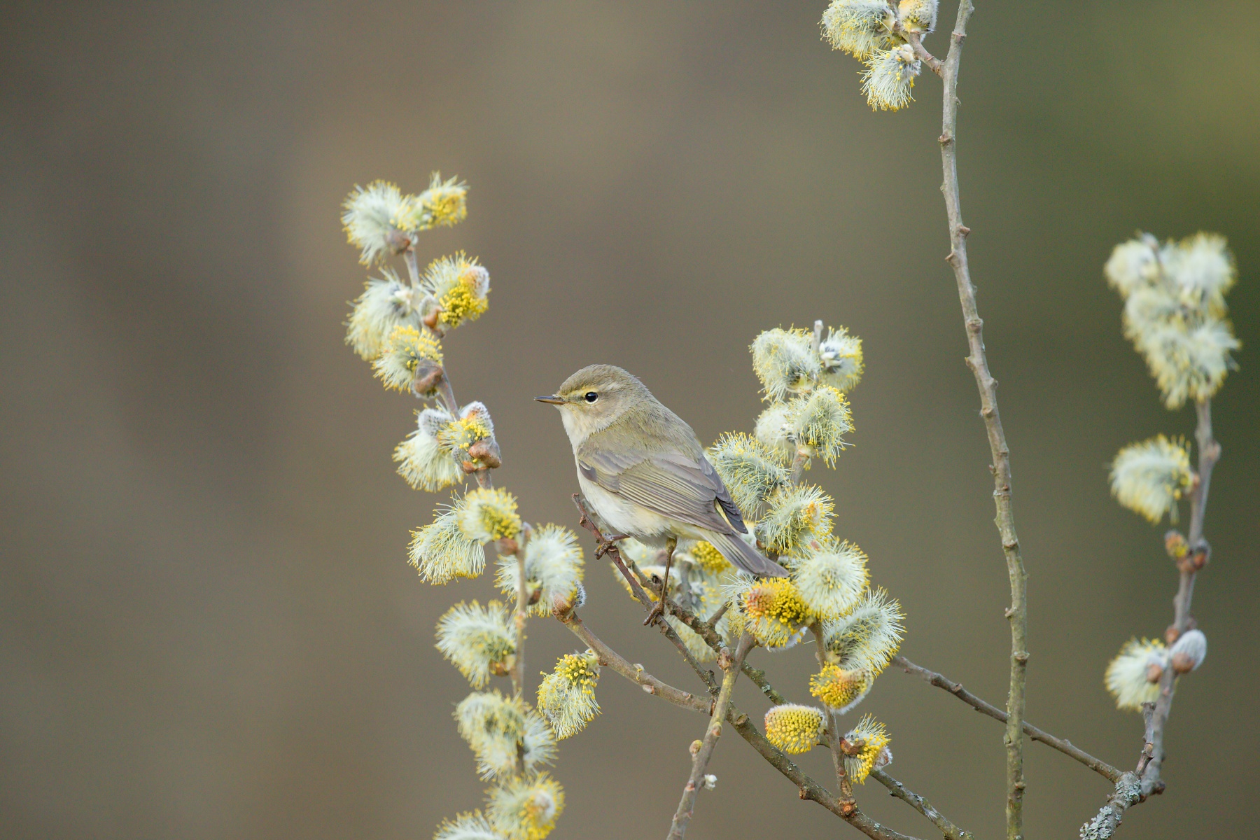 kolibkárik čipčavý (Phylloscopus collybita) Common chiffchaff, Malá Fatra, Slovakia