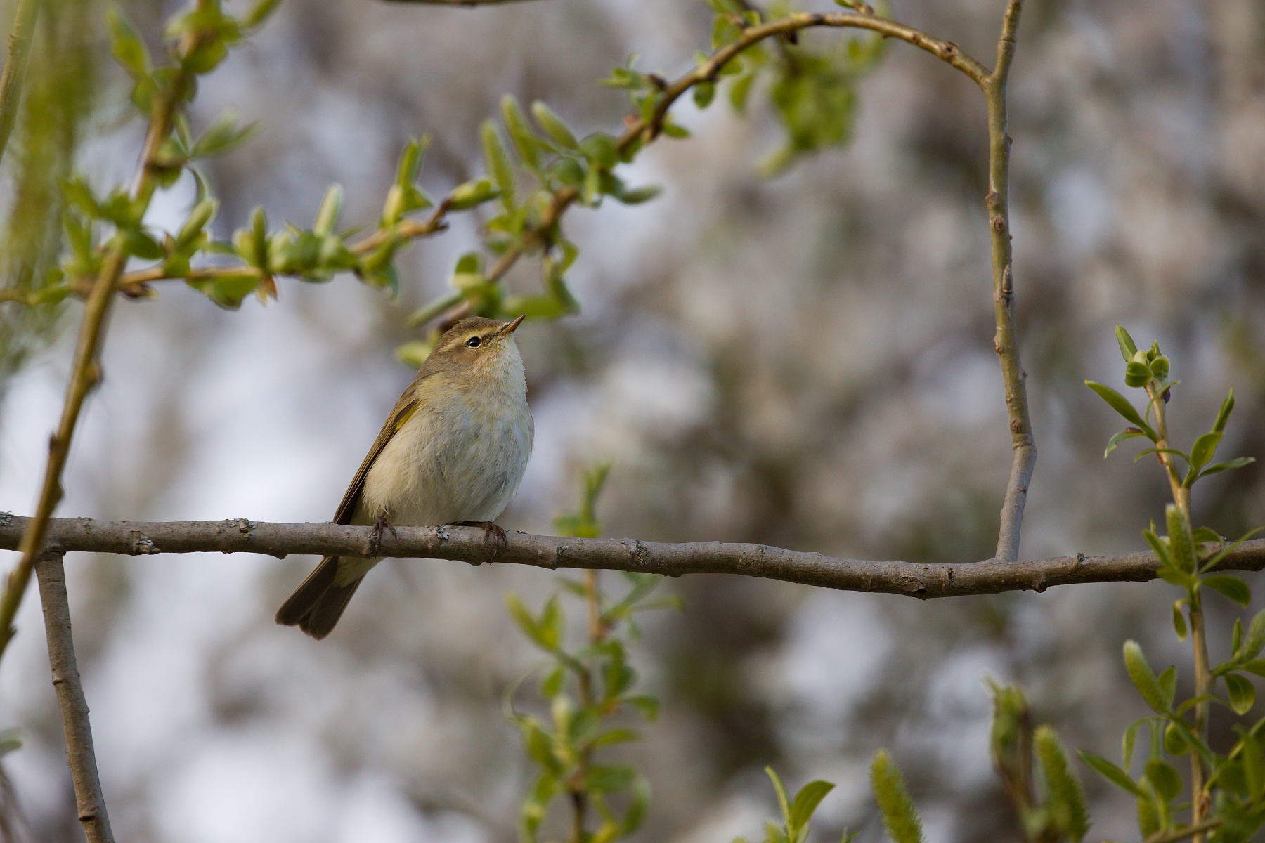 kolibkárik čipčavý (Phylloscopus collybita) Common chiffchaff, Turčianska kotlina, Slovensko