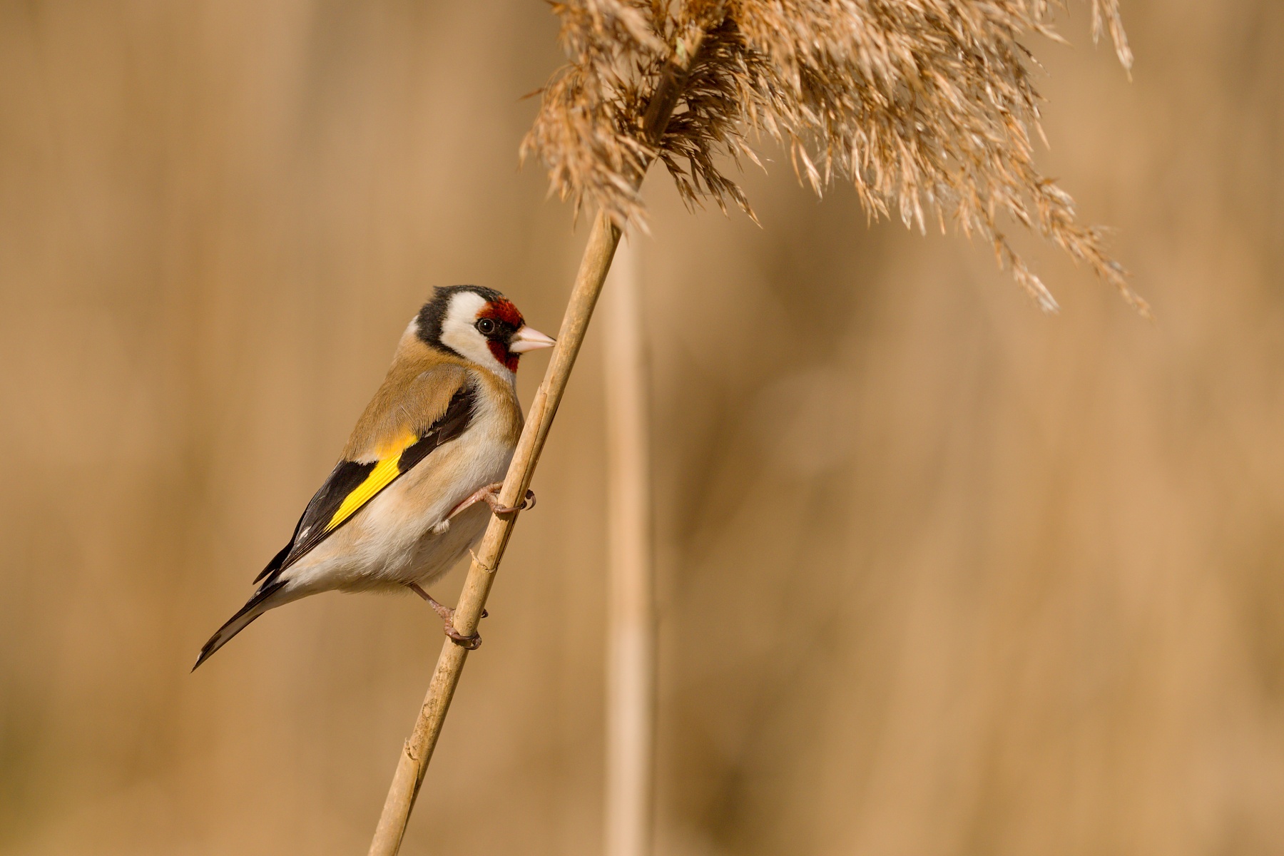 stehlík pestrý (Carduelis carduelis) European goldfinch, Turčianska kotlina, Slovakia