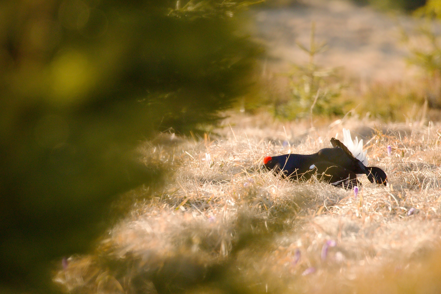 tetrov hoľniak (Lyrurus tetrix) Black grouse, Liptov, Slovensko (2)