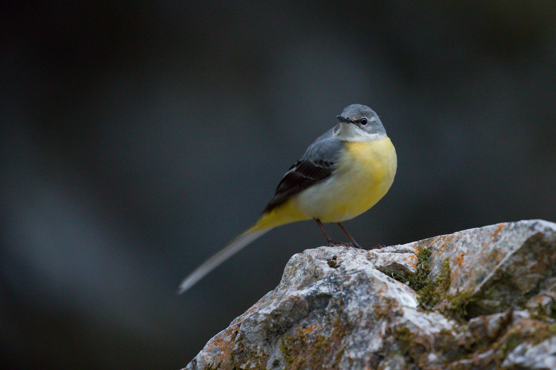 trasochvost horský (Motacilla cinerea) Grey wagtail, Veľká Fatra, Slovakia