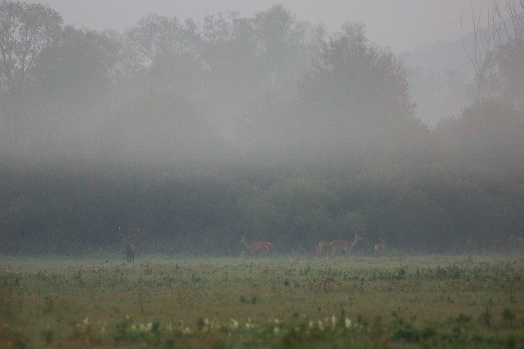 jeleň lesný (Cervus elaphus) Red deer, Turčianska kotlina, Slovensko