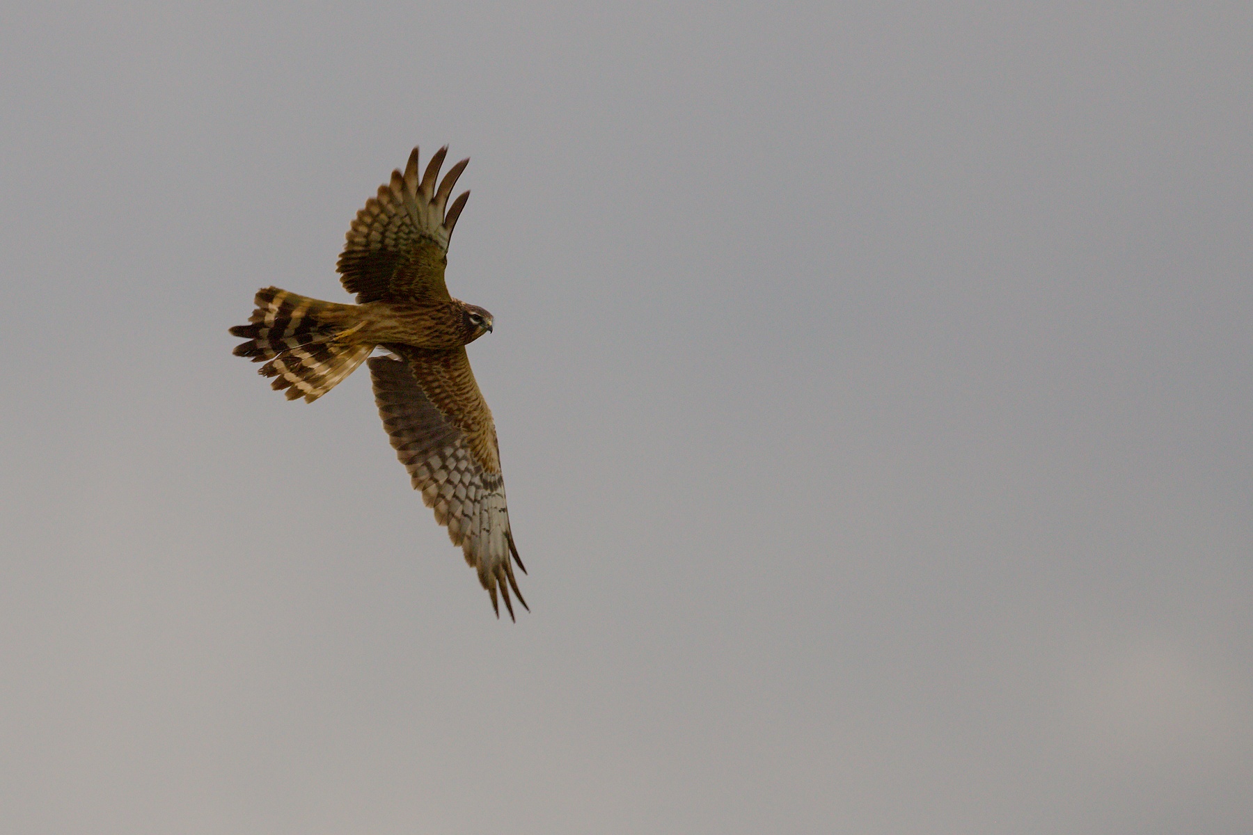 kaňa sivá (Circus cyaneus) Hen harrier, Turčianska kotlina, Slovakia