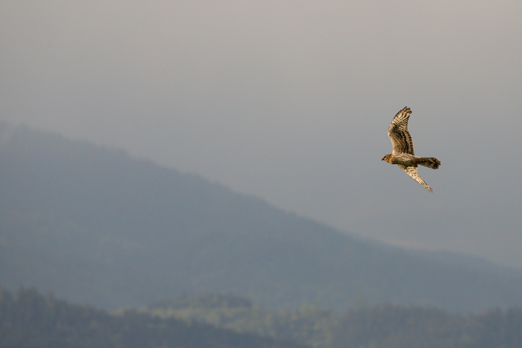 kaňa sivá (Circus cyaneus) Hen harrier, Turčianska kotlina, Slovensko