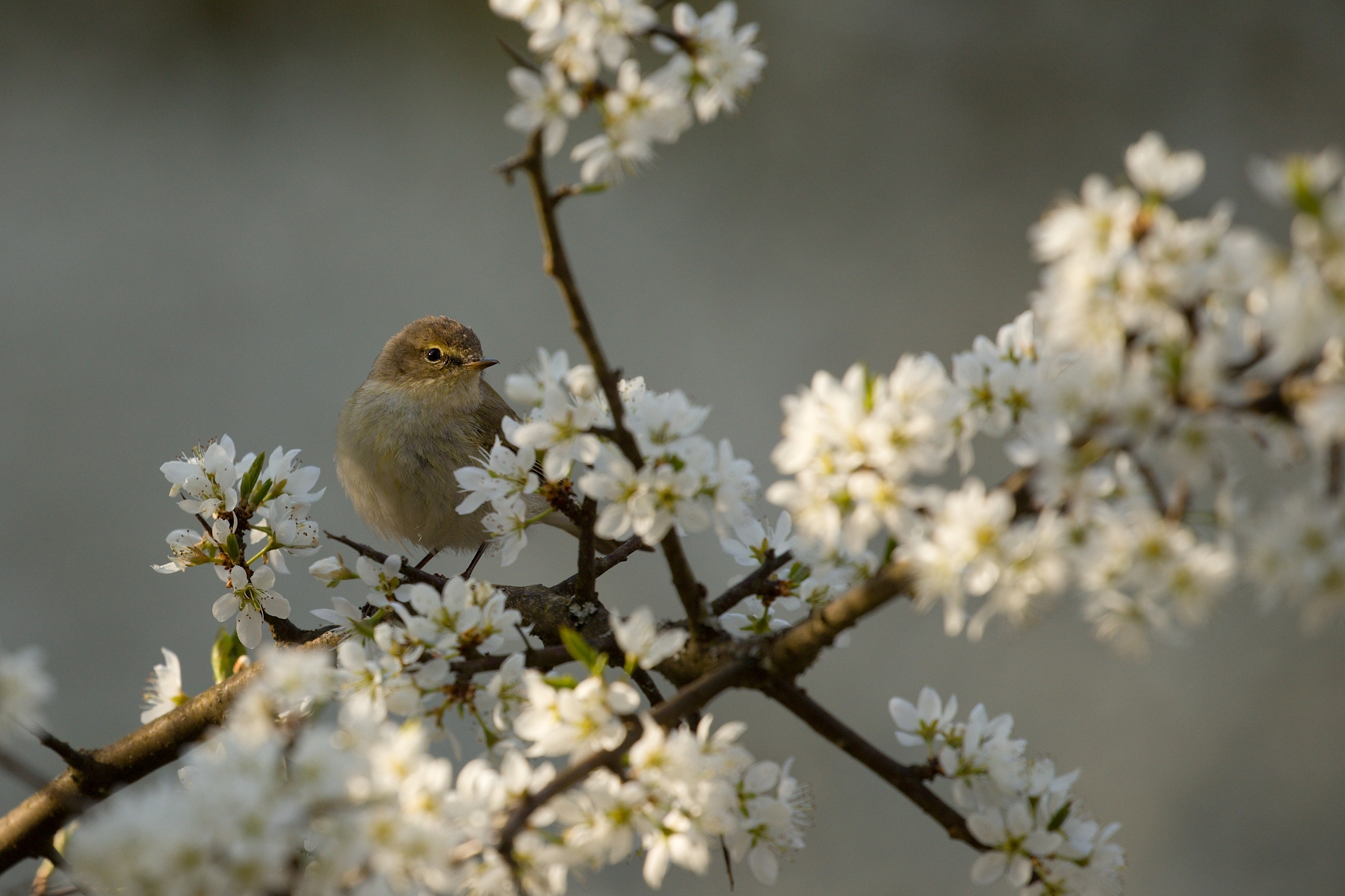 kolibkárik čipčavý (Phyloscopus collybita) Common chiffchaff, Turčianska kotlina, Slovakia