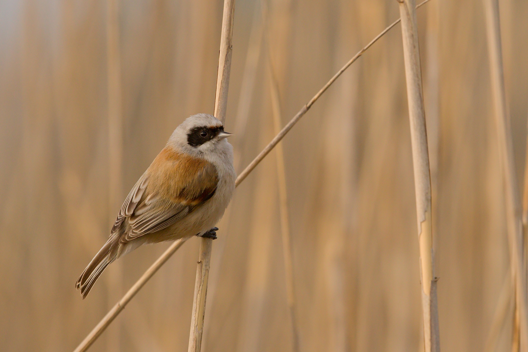 kúdelníčka lužná (Remiz pendulinus) Eurasian penduline tit, Turčianska kotlina, Slovensko