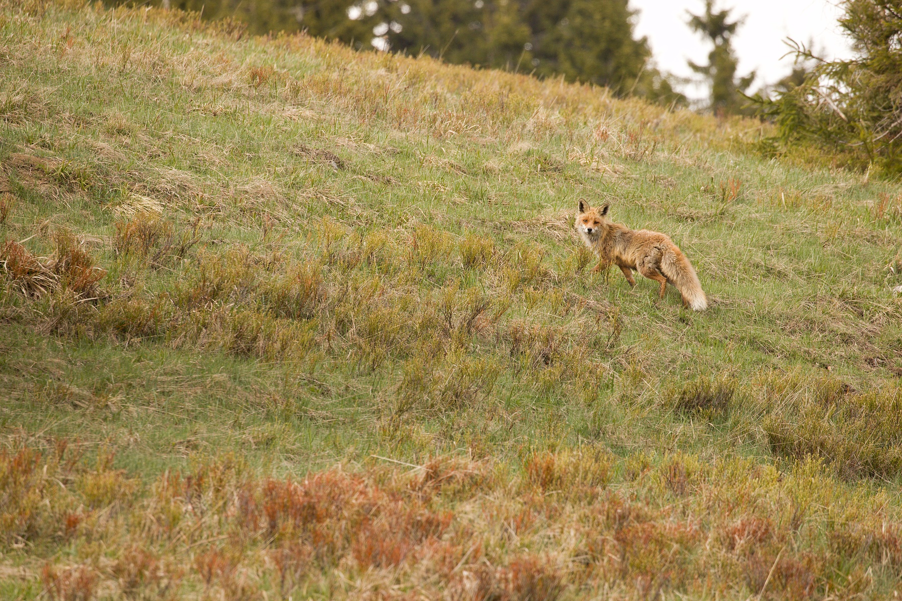 líška hrdzavá (Vulpes vulpes), Veľká Fatra, Slovensko