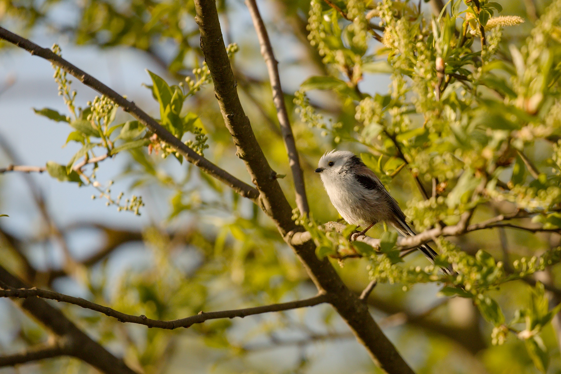 mlynárka dlhochvostá (Aegithalos caudatus) Long-tailed tit, Turčianska kotlina, Slovakia