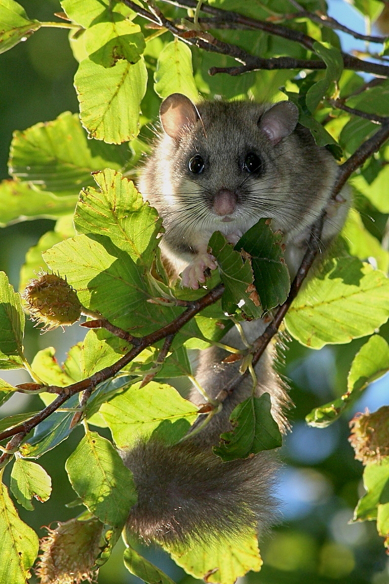 plch sivý (Glis glis) Edible dormouse, Malá Fatra, Slovakia (1)