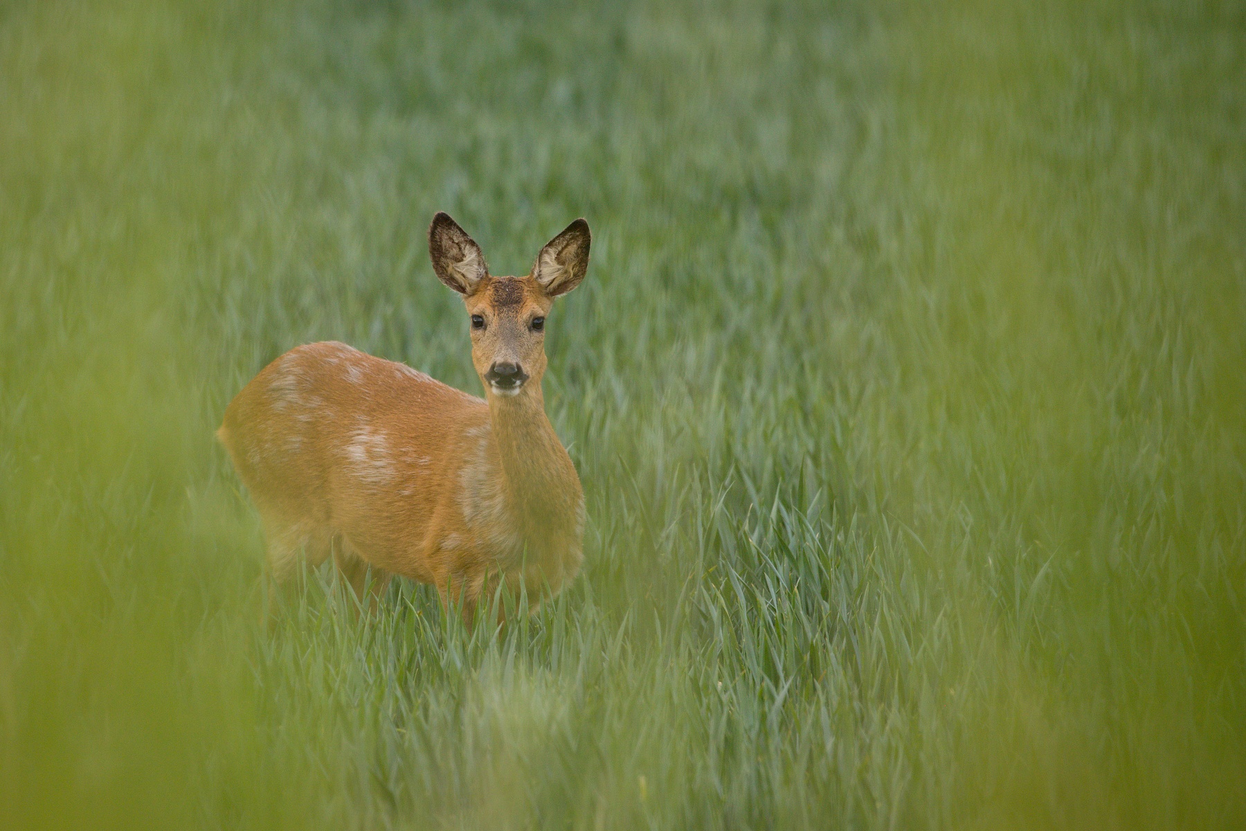 srnec lesný (Capreolus capreolus) Roe deer, Malé Karpaty, Slovensko