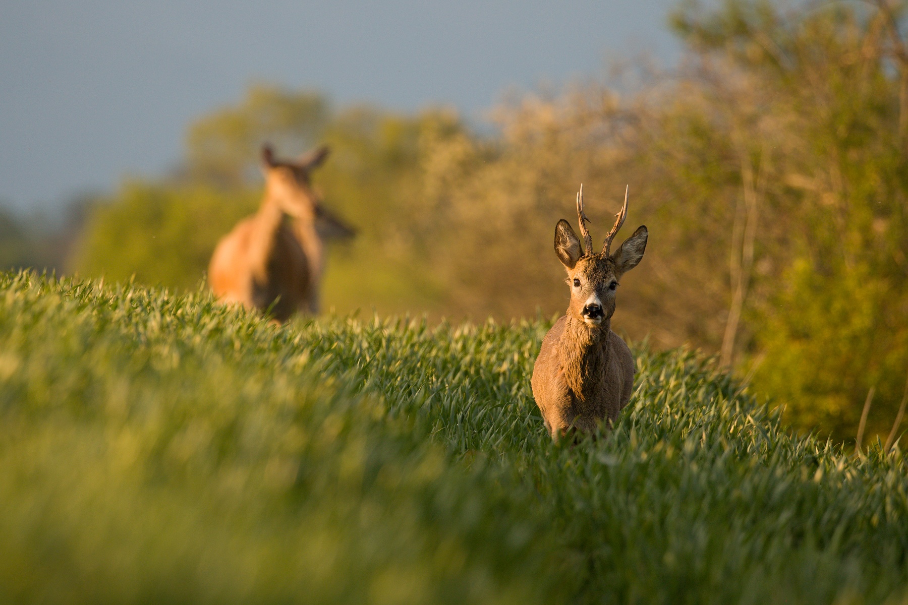 srnec lesný (Capreolus capreolus) Roe deer, Turčianska kotlina, Slovensko (1)