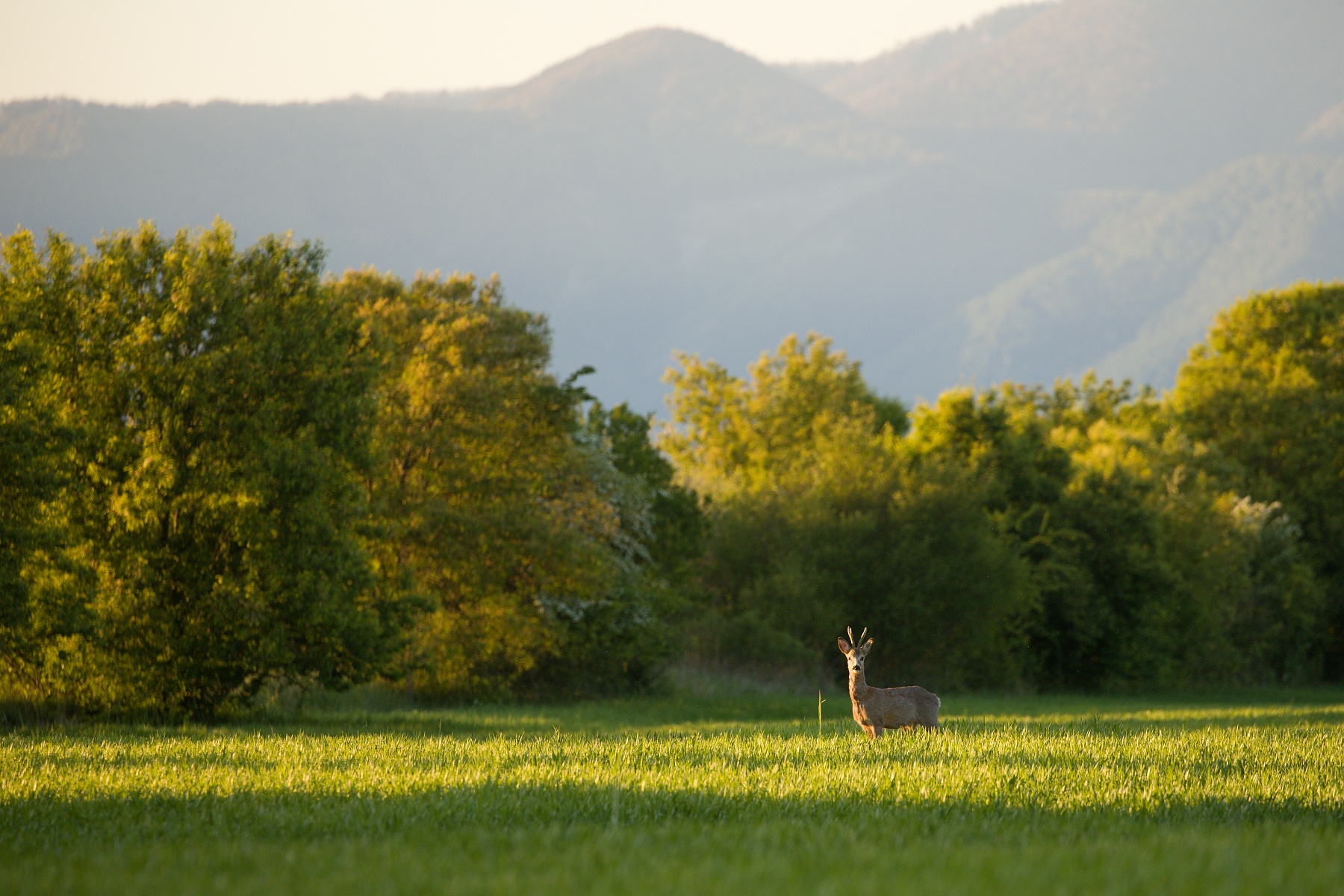 srnec lesný (Capreolus capreolus) Roe deer, Turčianska kotlina, Slovensko (2) (1)