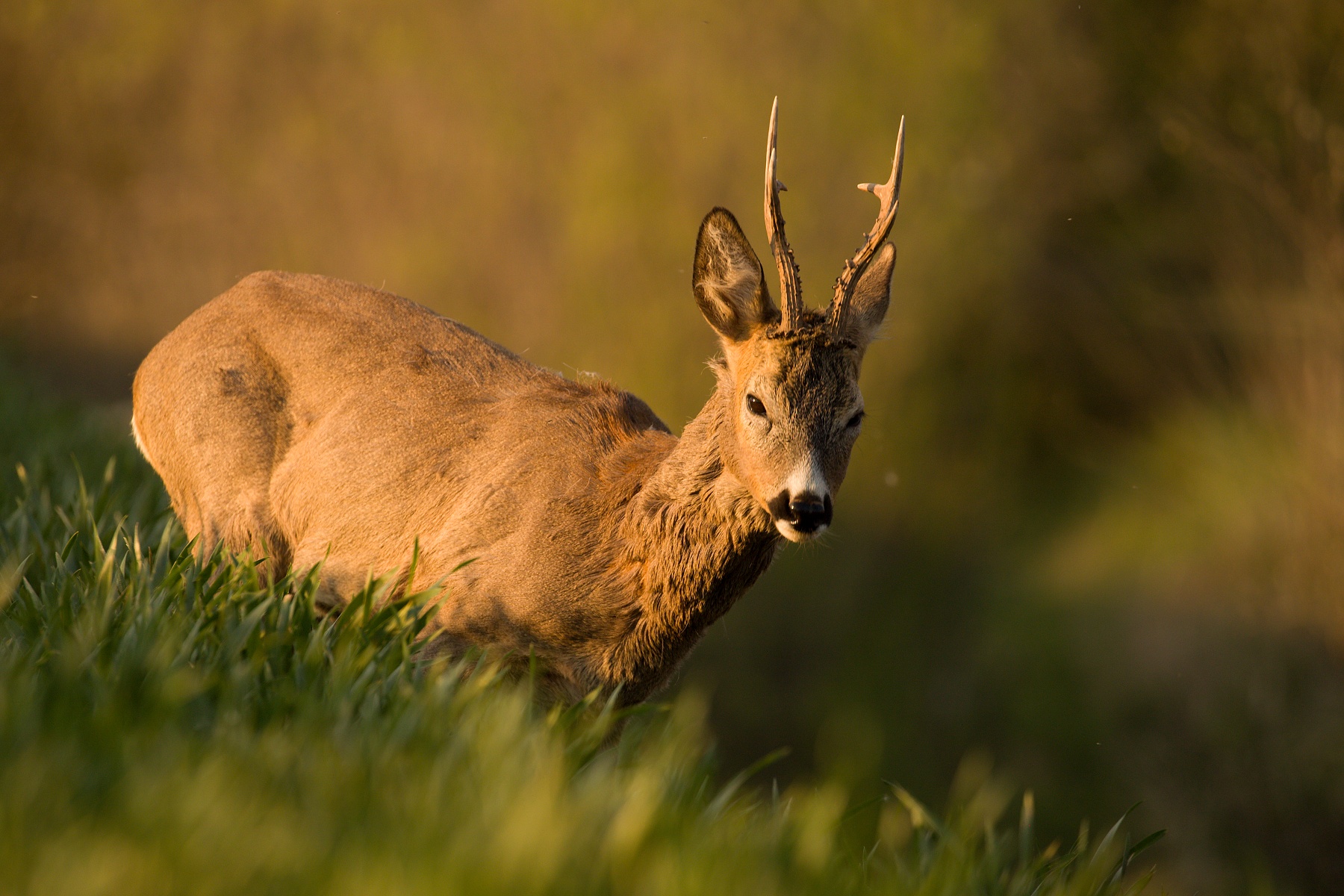 srnec lesný (Capreolus capreolus) Roe deer, Turčianska kotlina, Slovensko (2)