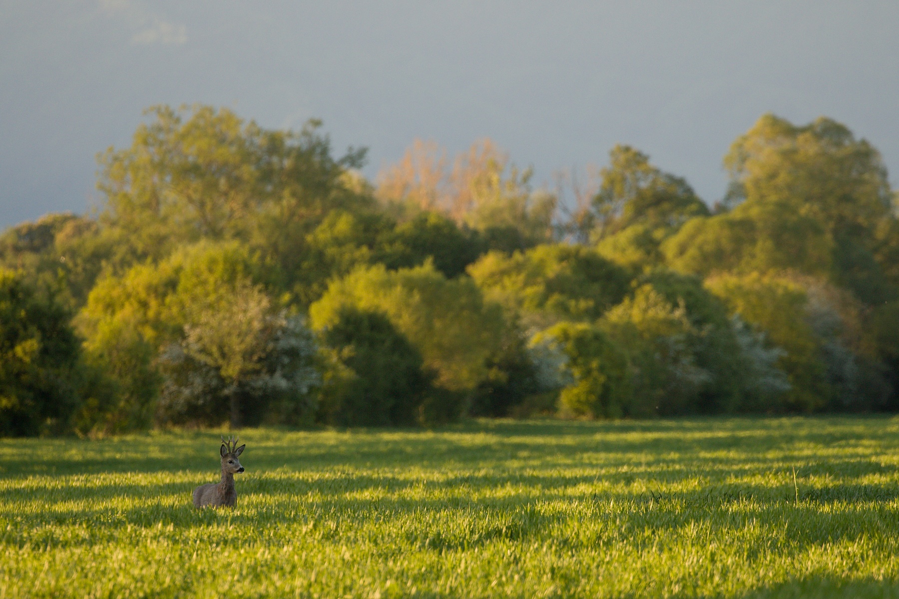 srnec lesný (Capreolus capreolus) Roe deer, Turčianska kotlina, Slovensko (6)