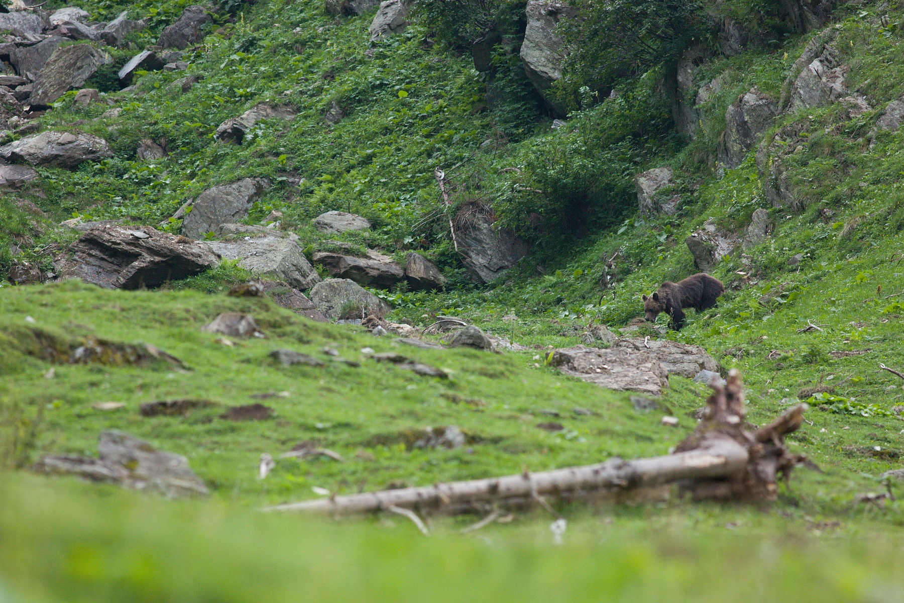 medveď hnedý (Ursus arctos) Brown bear, Valea Arpasului, Munții Făgăraș, Romania