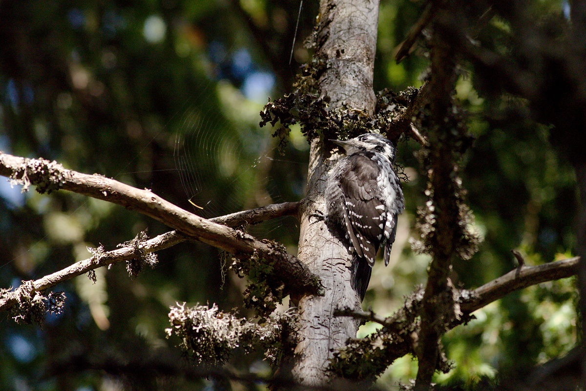 ďubník trojprstý (Picoides tridactylus) Eurasian three-toed woodpecker, Valea Arpasului, Munții Făgăraș, Romania