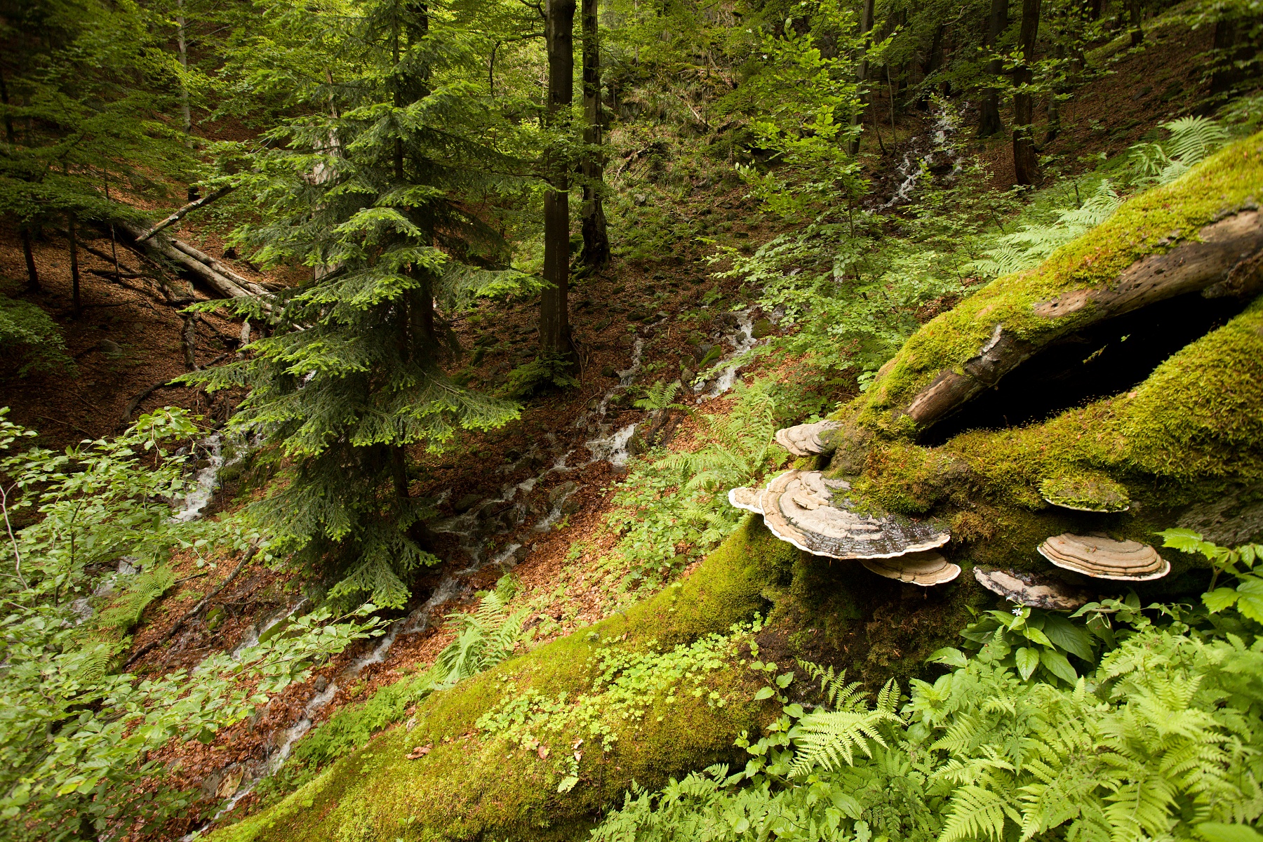 NPR Šútovská dolina, Malá Fatra, Slovensko