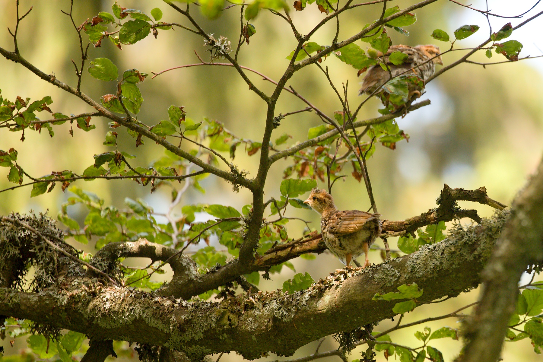 jariabok hôrny (Tetrastes bonasia) Hazel grouse, Veľká Fatra, Slovensko