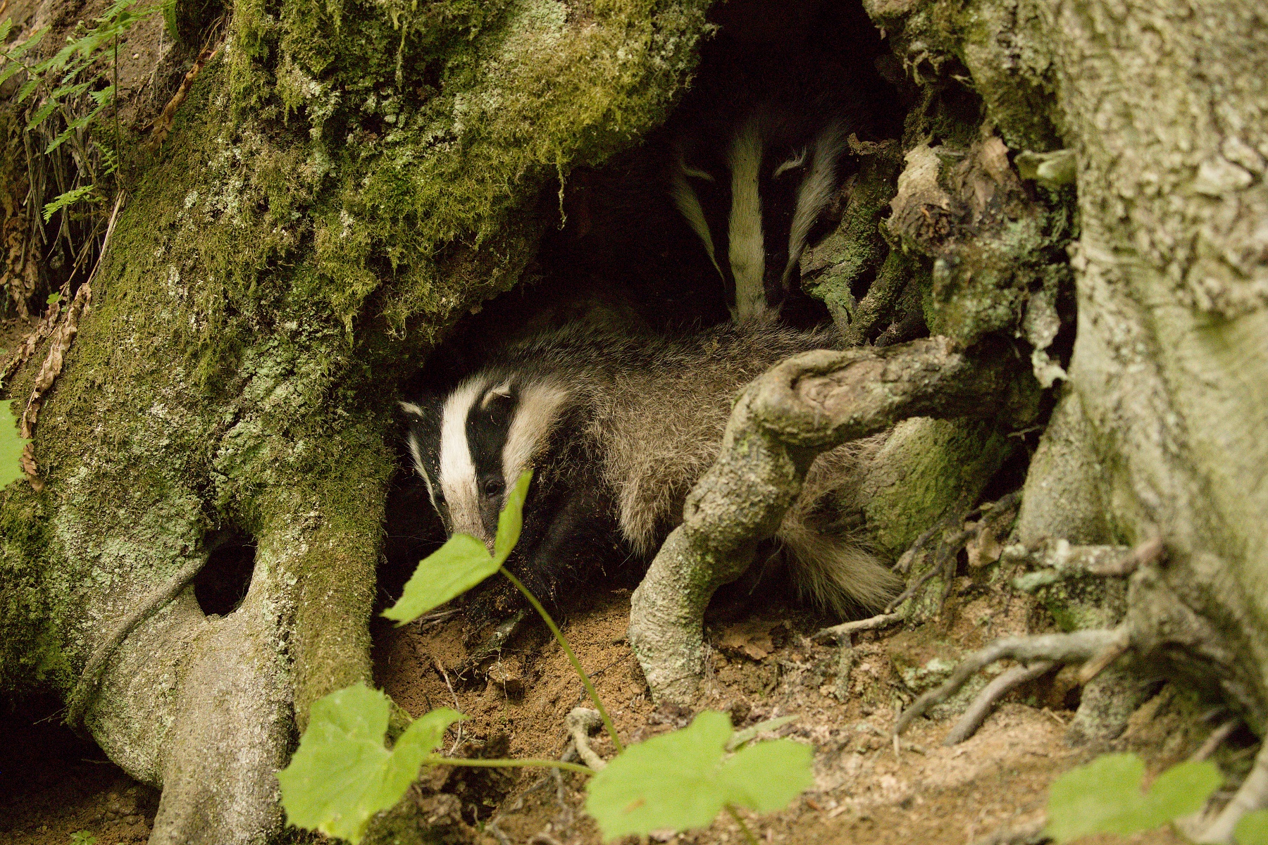 jazvec lesný (Meles meles) European badger, Veľká Fatra, Slovensko