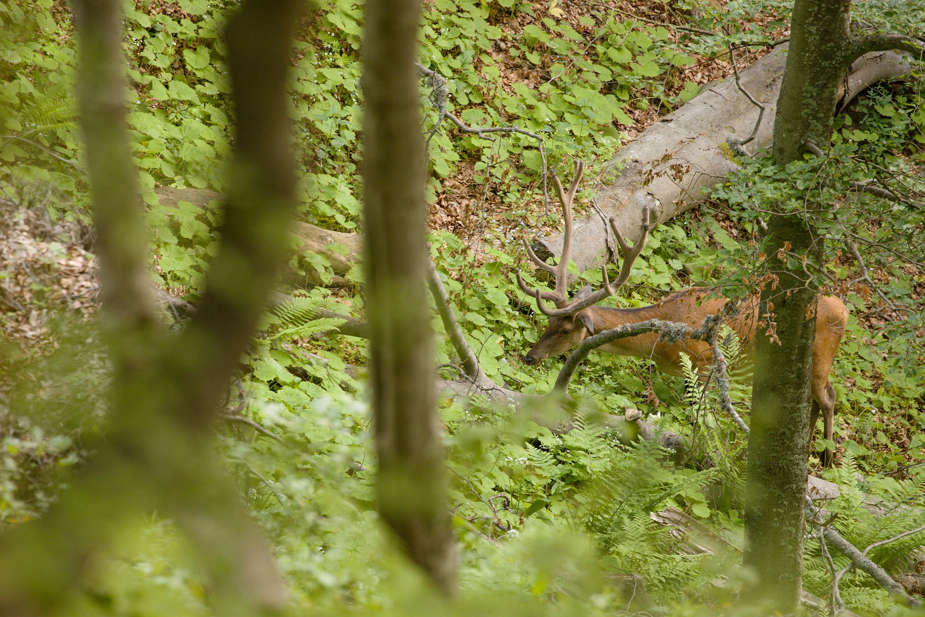 jeleň lesný (Cervus elaphus) Red deer, Padva, Veľká Fatra, Slovensko