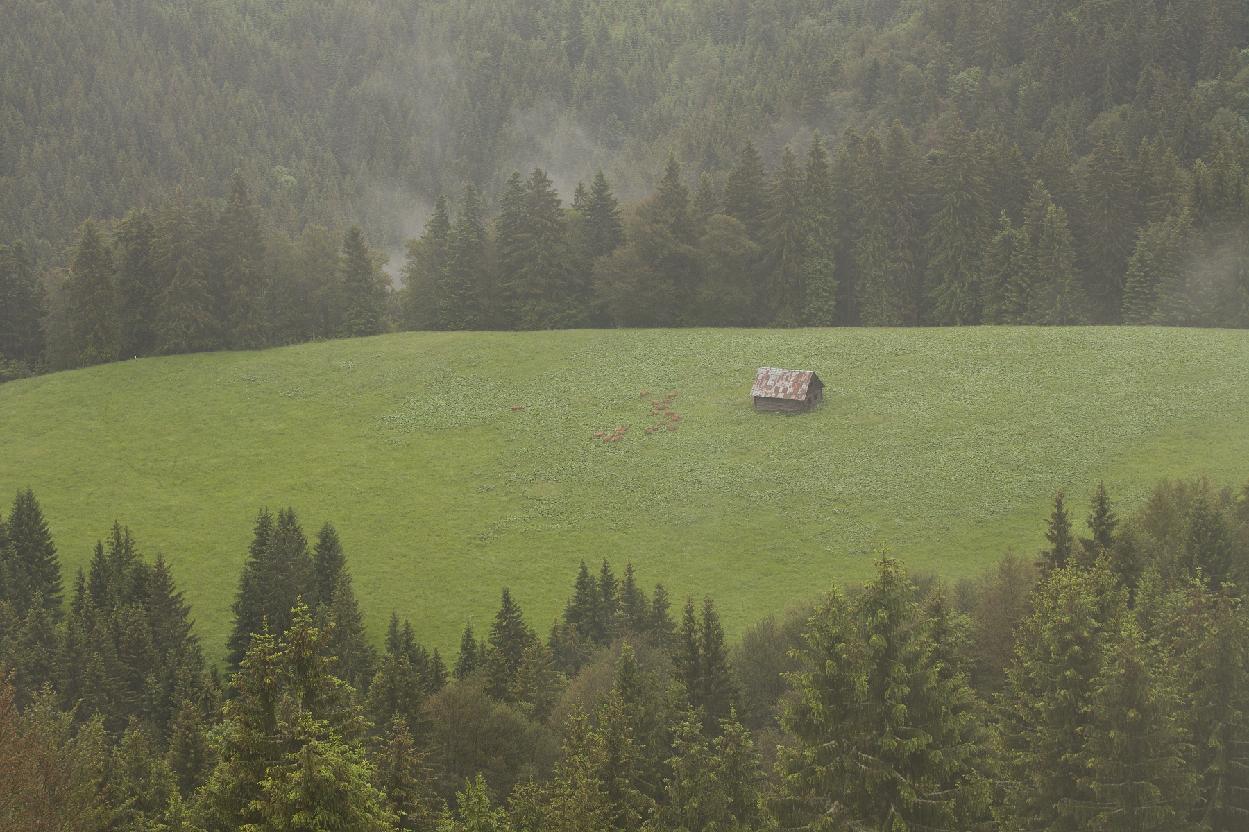 jeleň lesný (Cervus elaphus) Red deer, Veľká Fatra, Slovensko