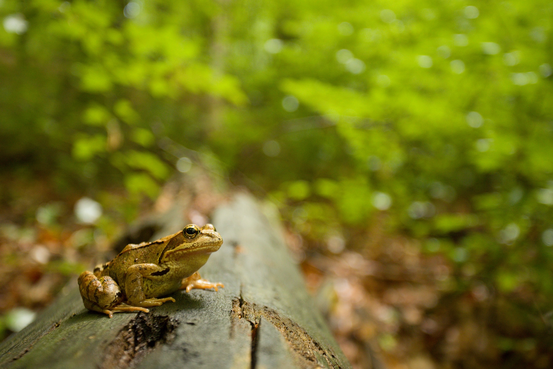 skokan hnedý (Rana temporaria) European common frog, NPR Stužica, Poloniny, Slovensko