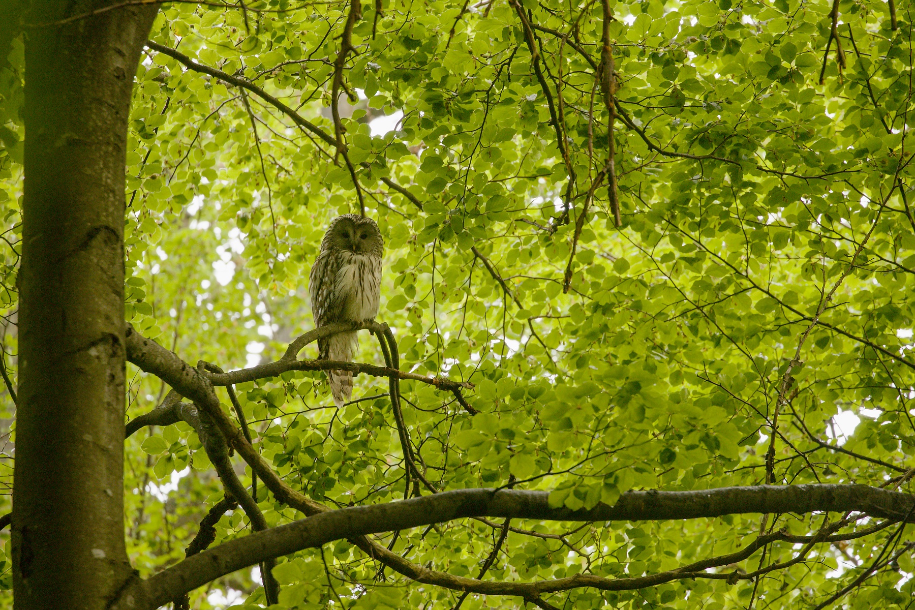 sova dlhochvostá (Strix uralensi) Ural owl, NPR Stužica, Poloniny, Slovensko