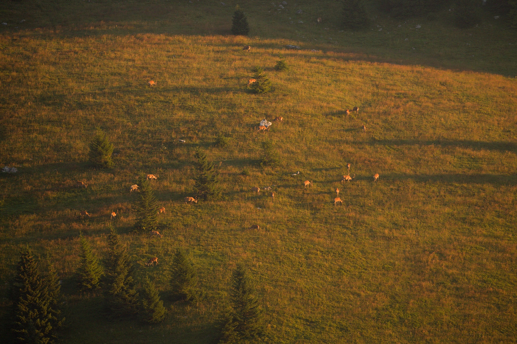 jeleň lesný (Cervus elaphus) Red deer, Veľká Fatra, Slovensko (1)