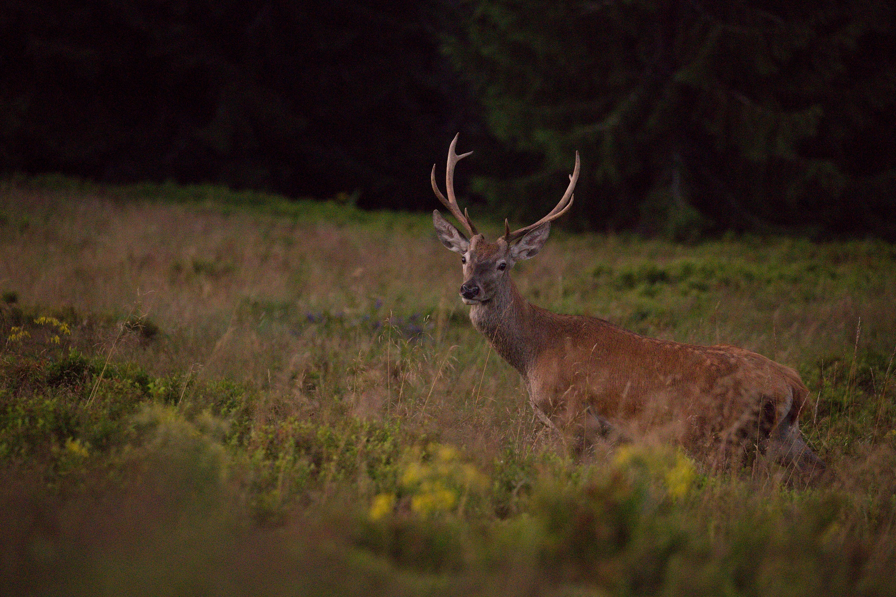 jeleň lesný (Cervus elaphus) Red deer, Veľká Fatra, Slovensko (2)