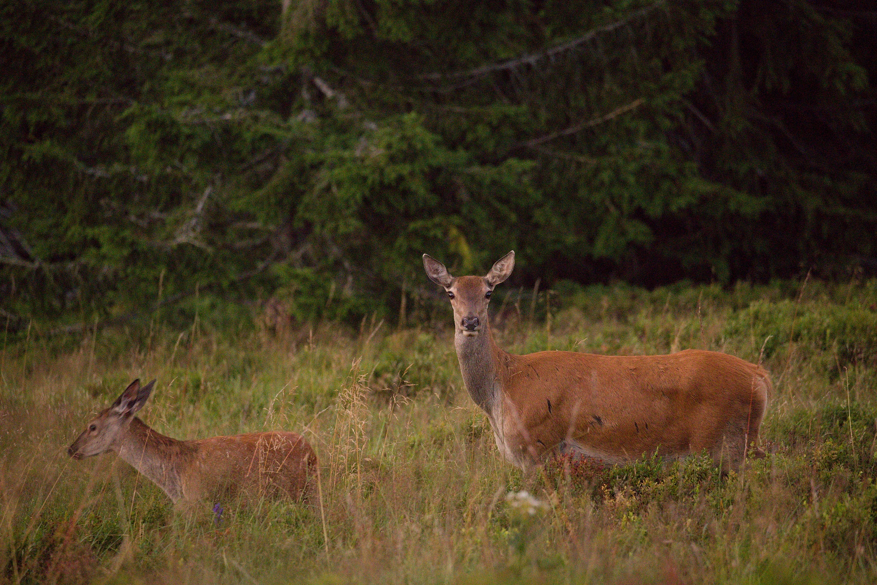 jeleň lesný (Cervus elaphus) Red deer, Veľká Fatra, Slovensko (4)