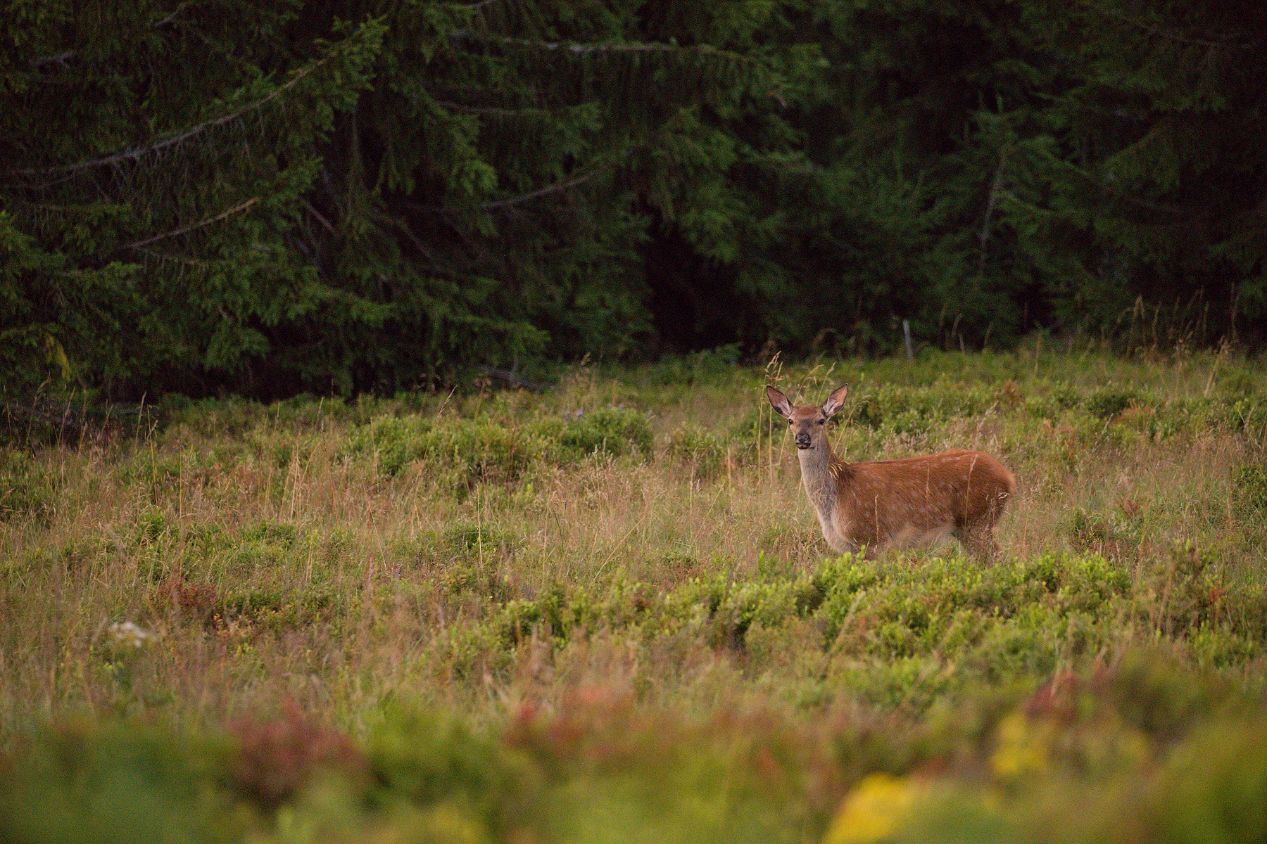 jeleň lesný (Cervus elaphus) Red deer, Veľká Fatra, Slovensko (5)