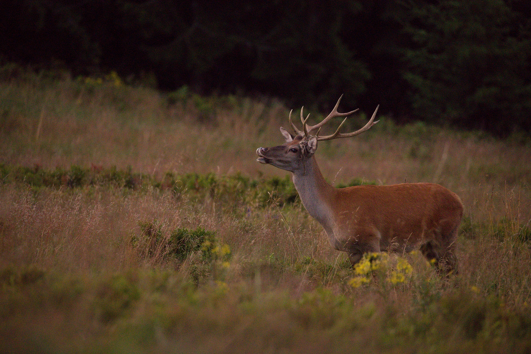 jeleň lesný (Cervus elaphus) Red deer, Veľká Fatra, Slovensko (6)