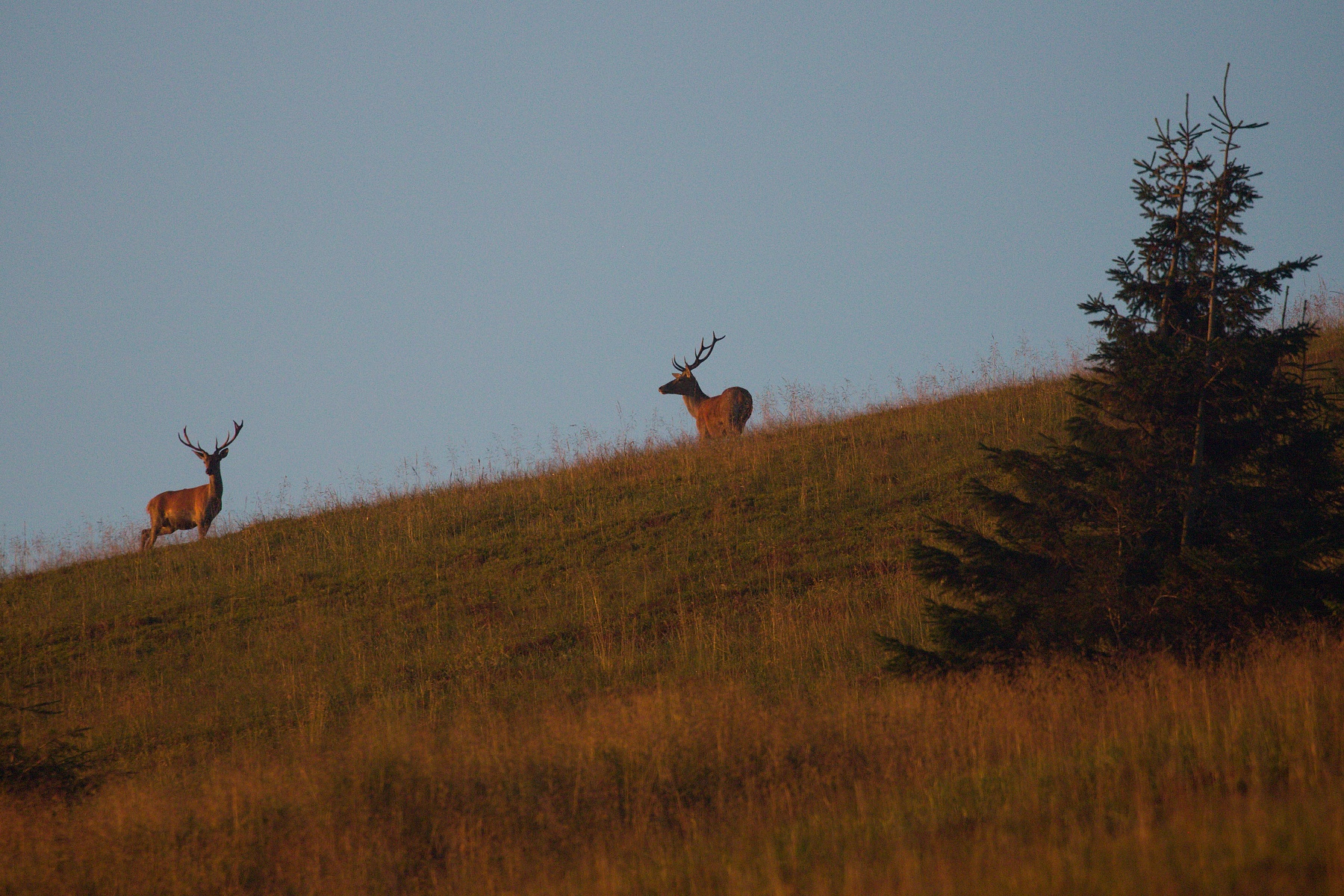 jeleň lesný (Cervus elaphus) Red deer, Veľká Fatra, Slovensko (7)