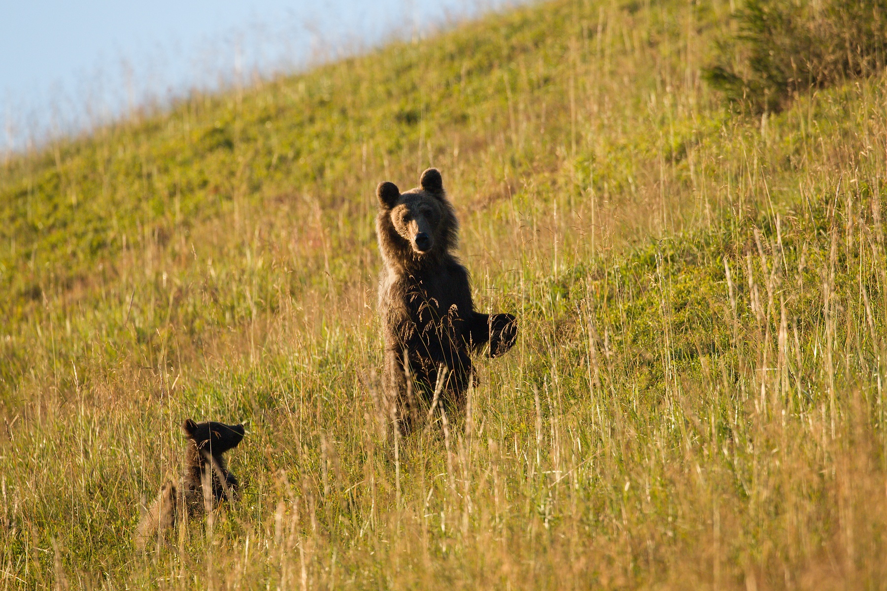 medveď hnedý (Ursus arctos) Brown bear, Veľká Fatra, Slovensko (2)