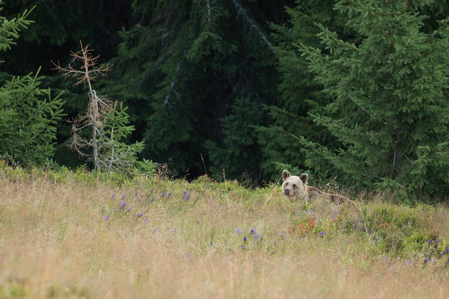 medveď hnedý (Ursus arctos) Brown bear, Veľká Fatra, Slovensko