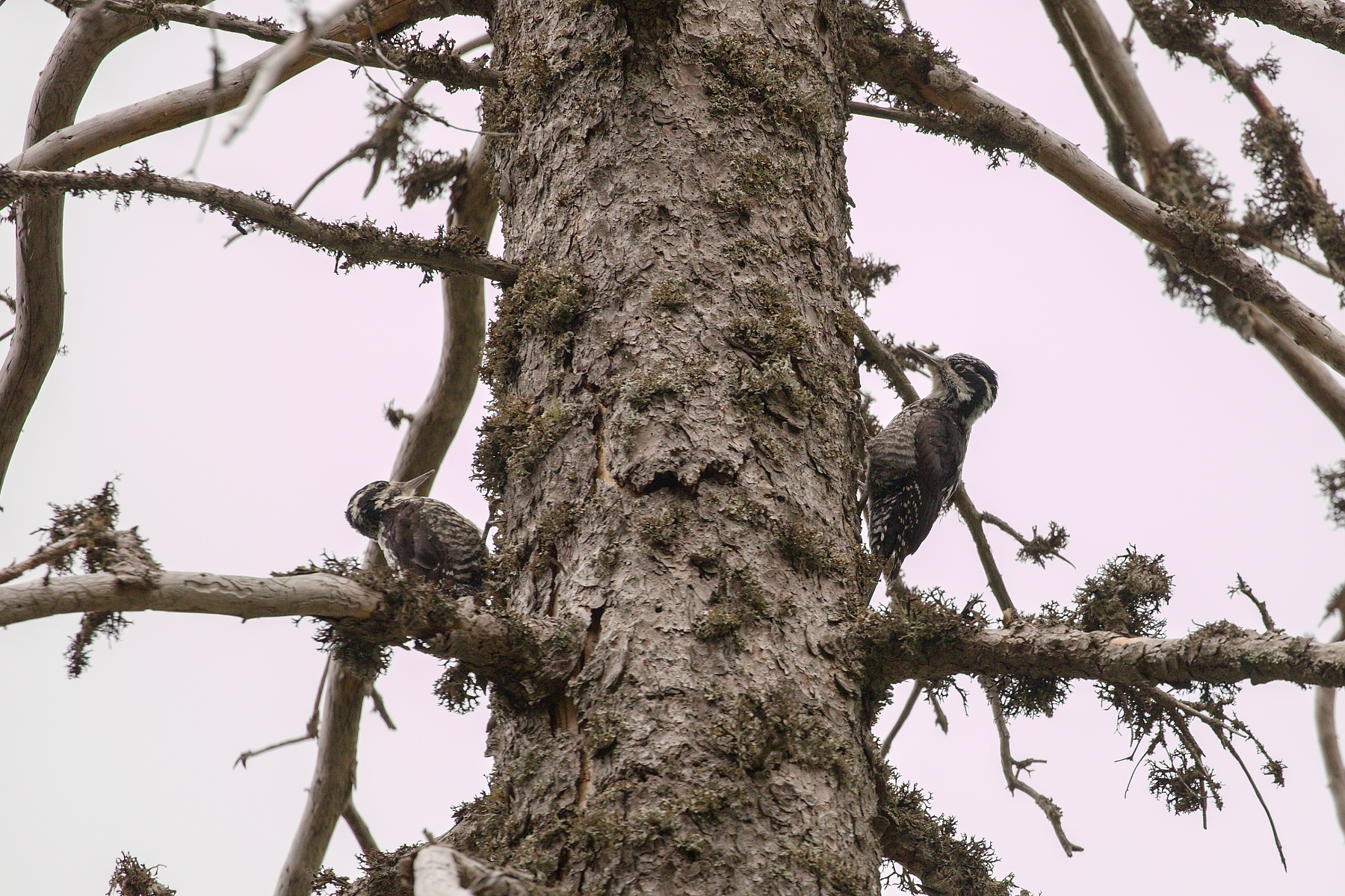 ďubník trojprstý (Picoides tridactylus) Three-toed woodpecker, Kôprová dolina, Slovensko