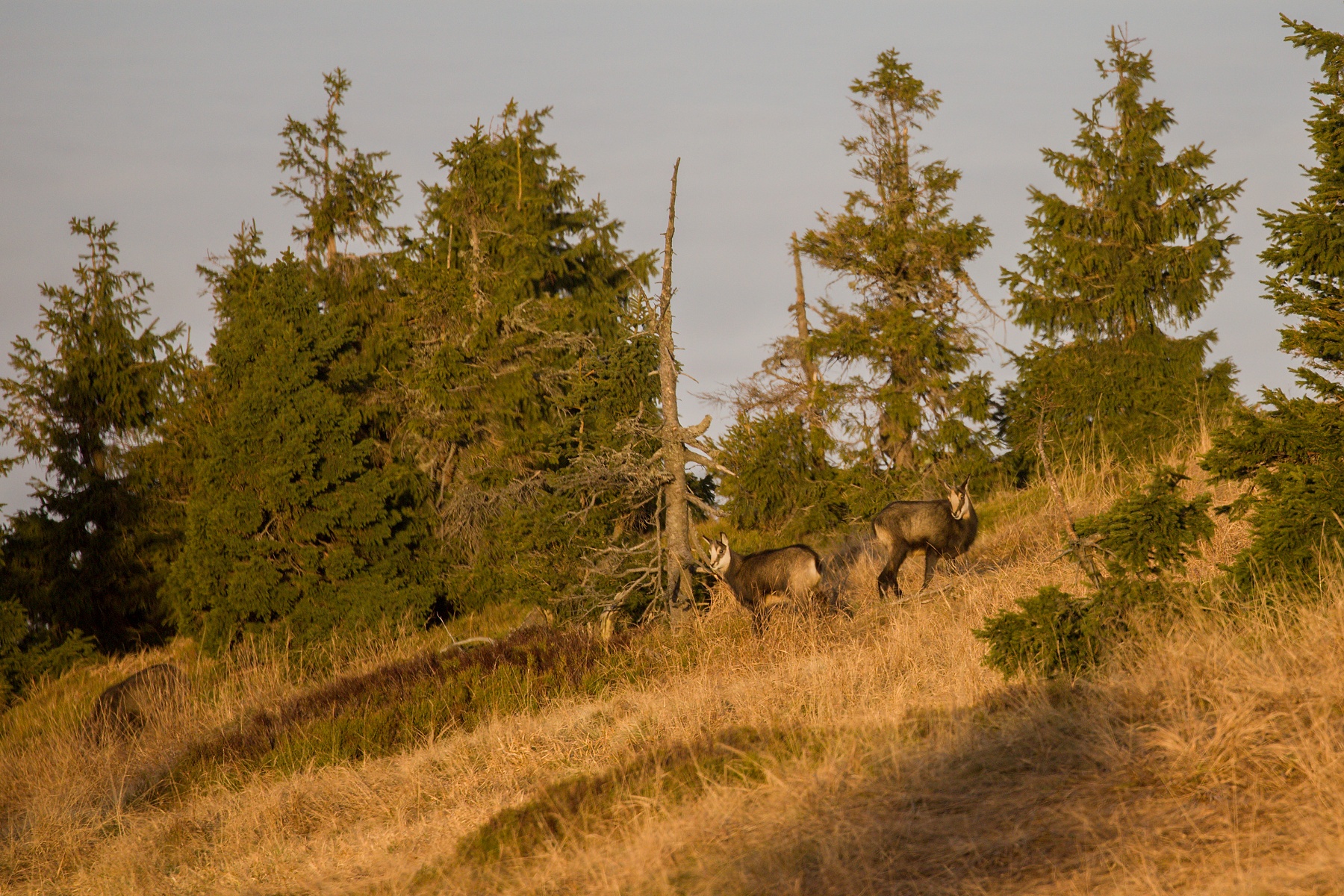 kamzík vrchovský alpský (Rupicapra rupicapra rupicapra), CHKO Jeseníky, Czech Republic 5