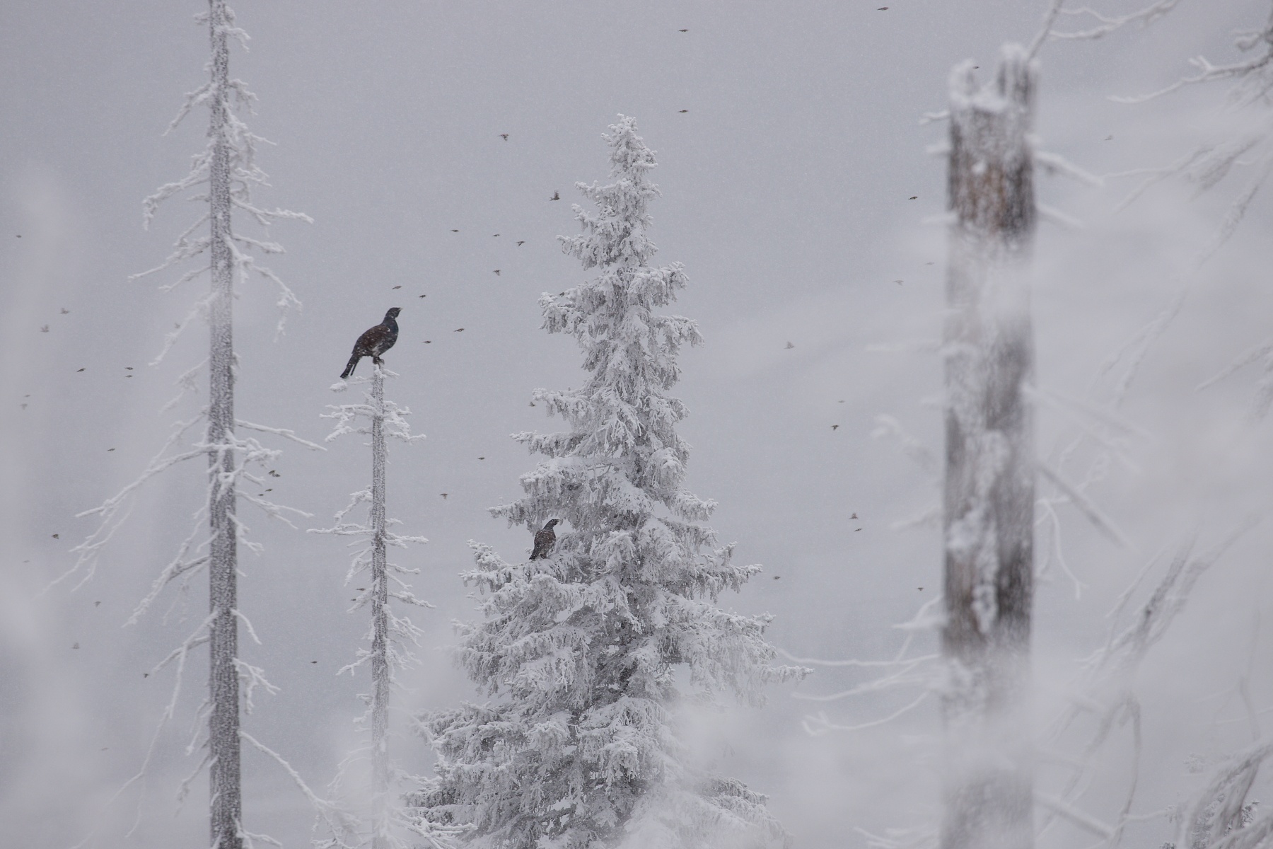 hlucháň hôrny (Tetrao urogallus) Capercaillie, Slovensko1 (1)