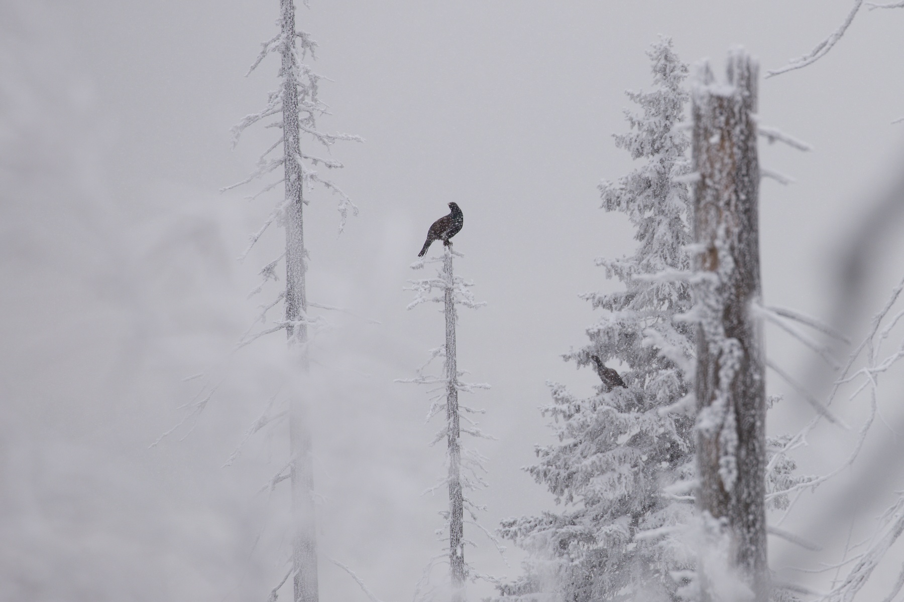 hlucháň hôrny (Tetrao urogallus) Capercaillie, Slovensko2 (1)