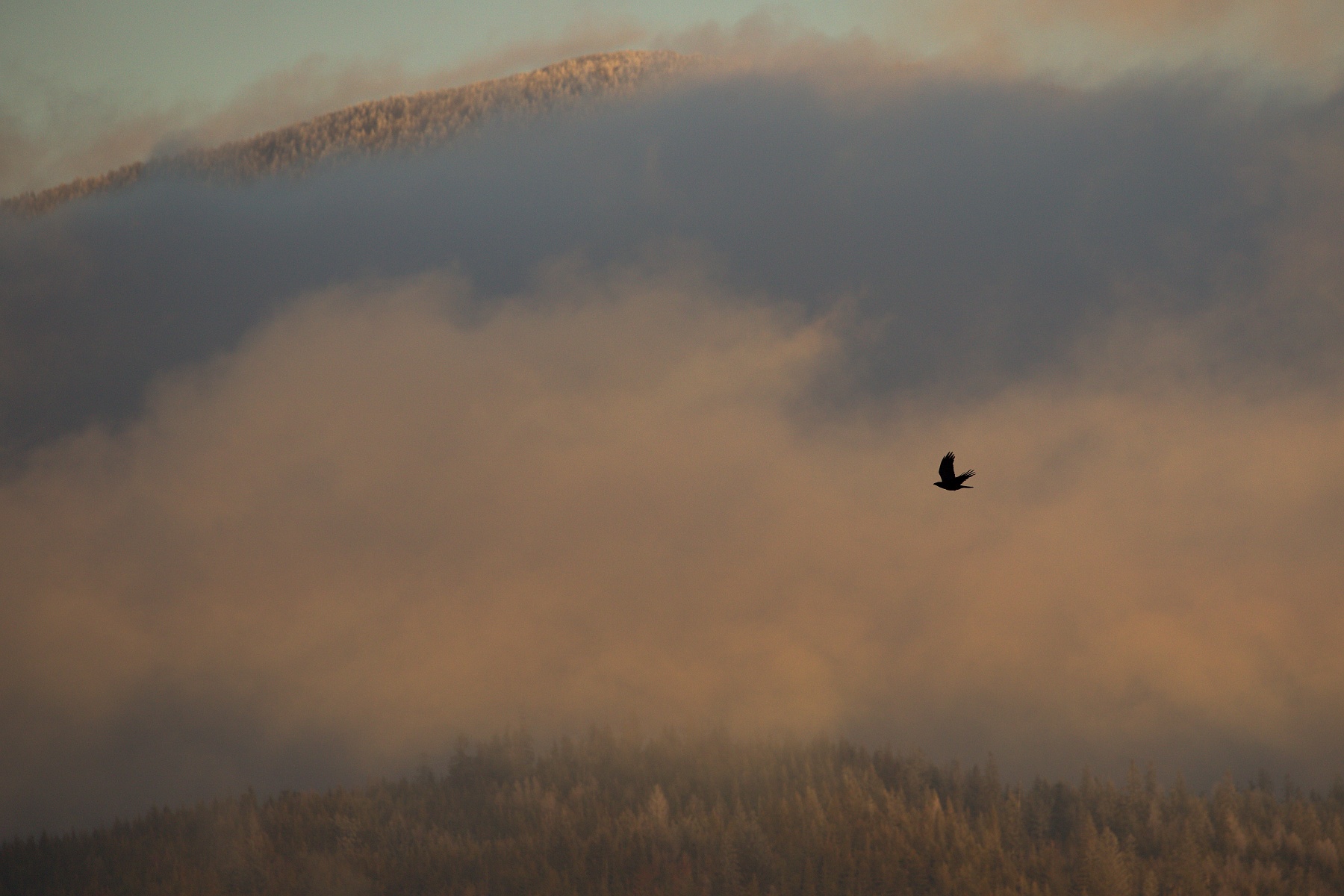 krkavec čierny (Corvus corax), Slovensko