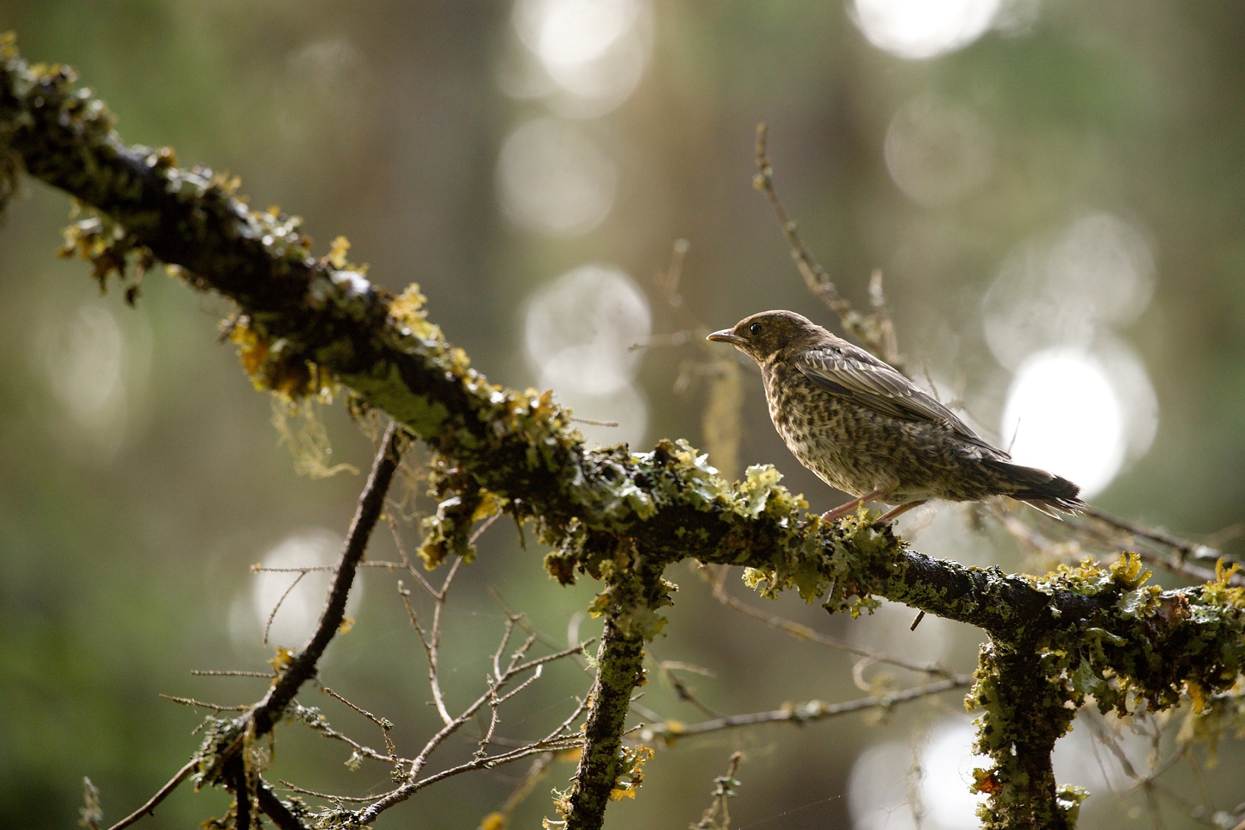 drozd trskota (Turdus viscivorus) Mistle thrush, Parcul National Calimani, Romania