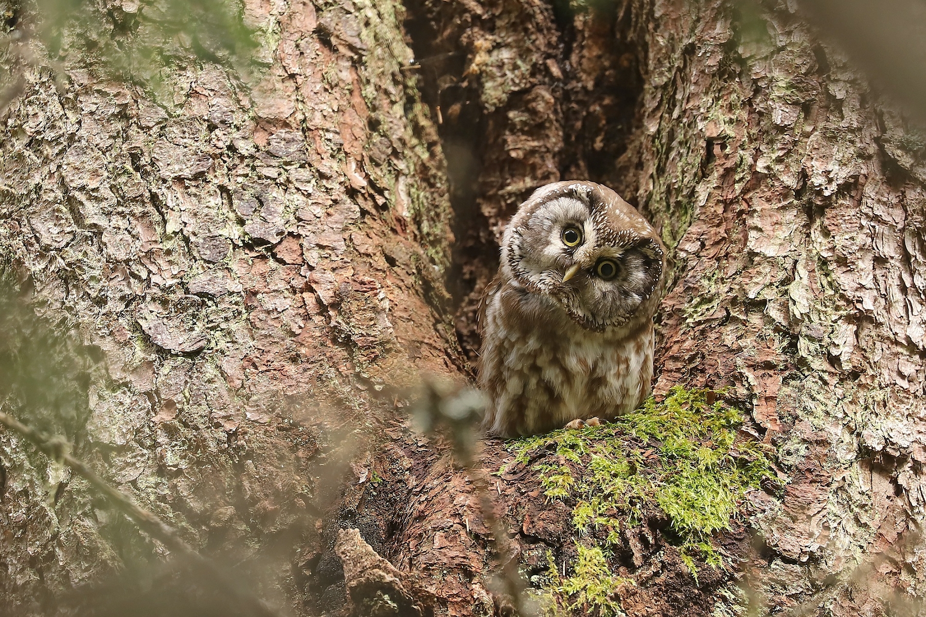 pôtik kapcavý (Aegolius funereus) Boreal owl, Parcul National Calimani, Romania 2