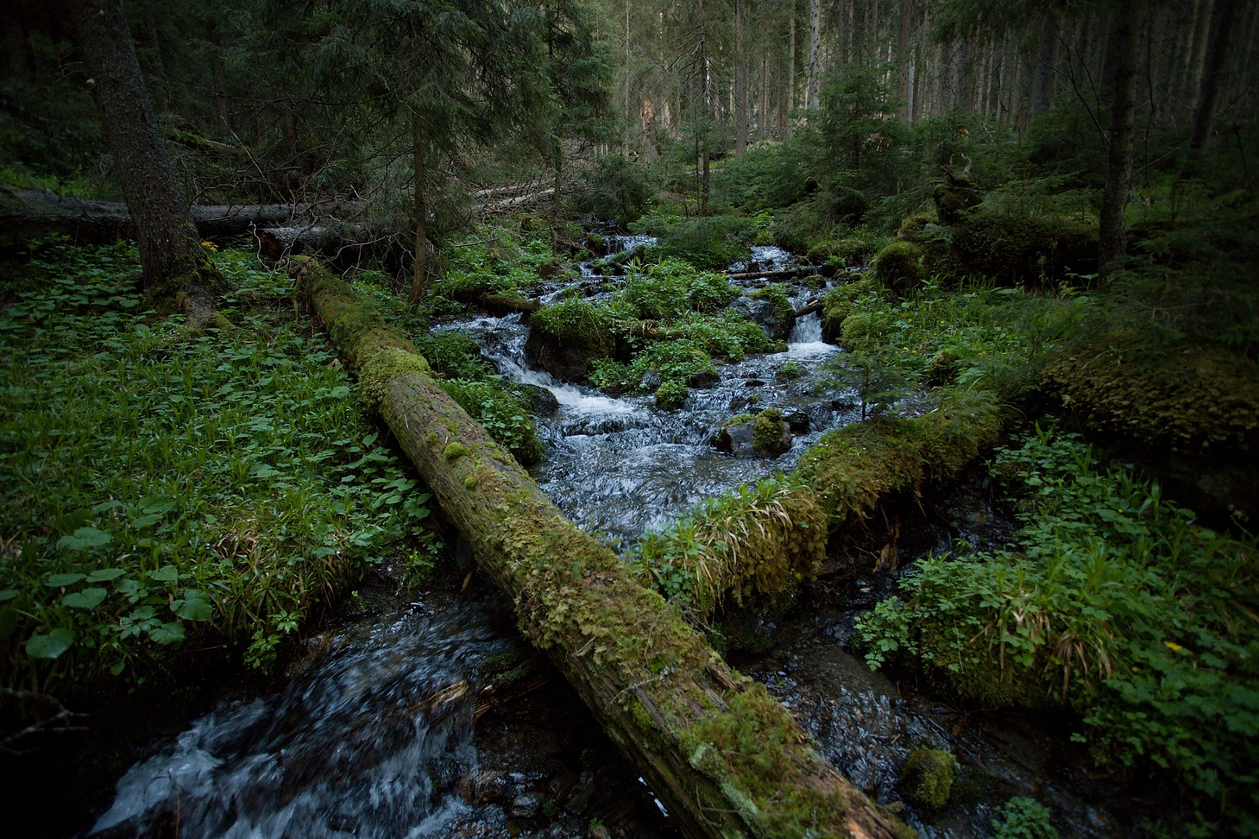 spruce primary forest, Munții Giumalău, Romania