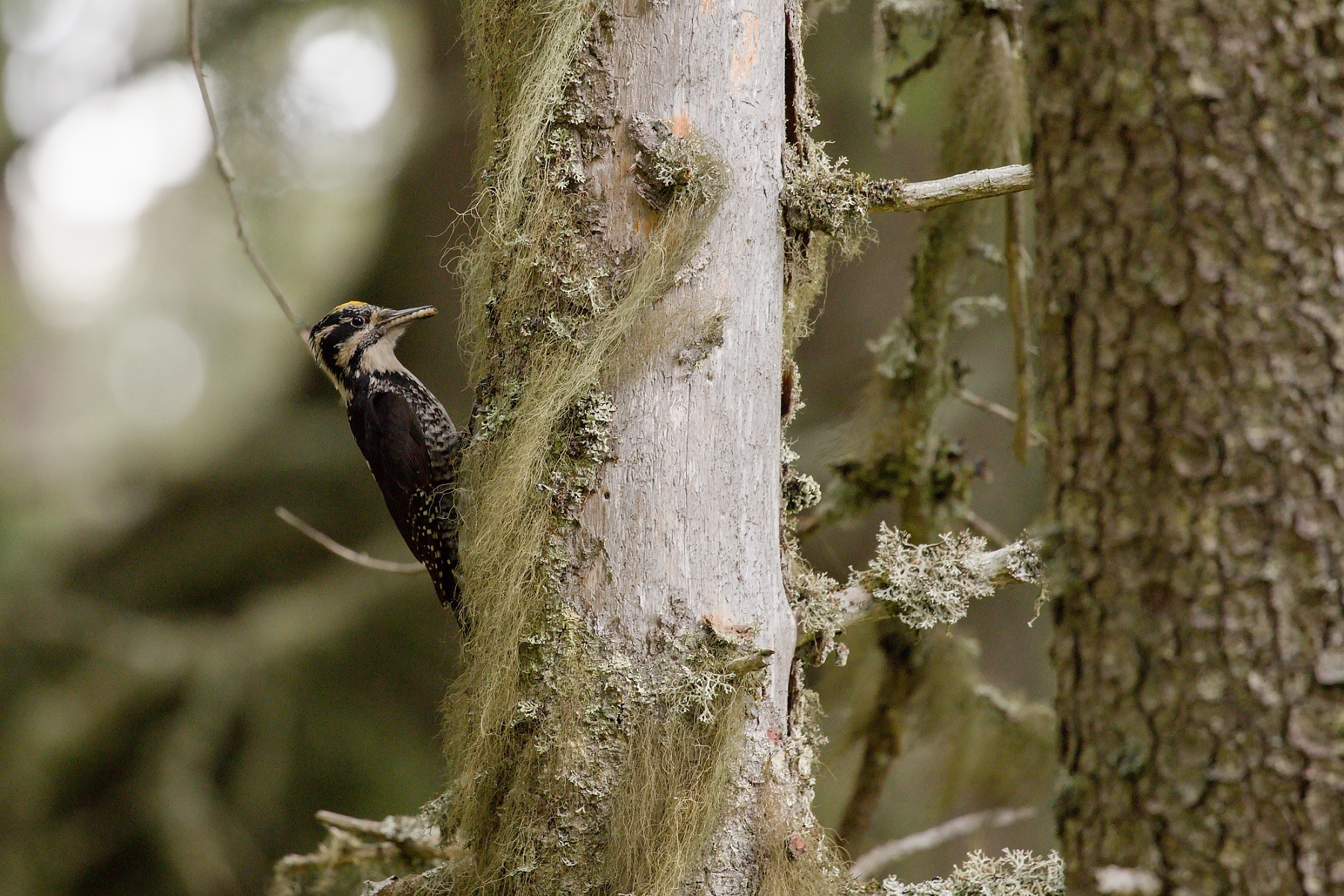 ďubník trojprstý (Picoides tridactylus) Three-toed woodpecker, Parcul National Calimani, Romania 1