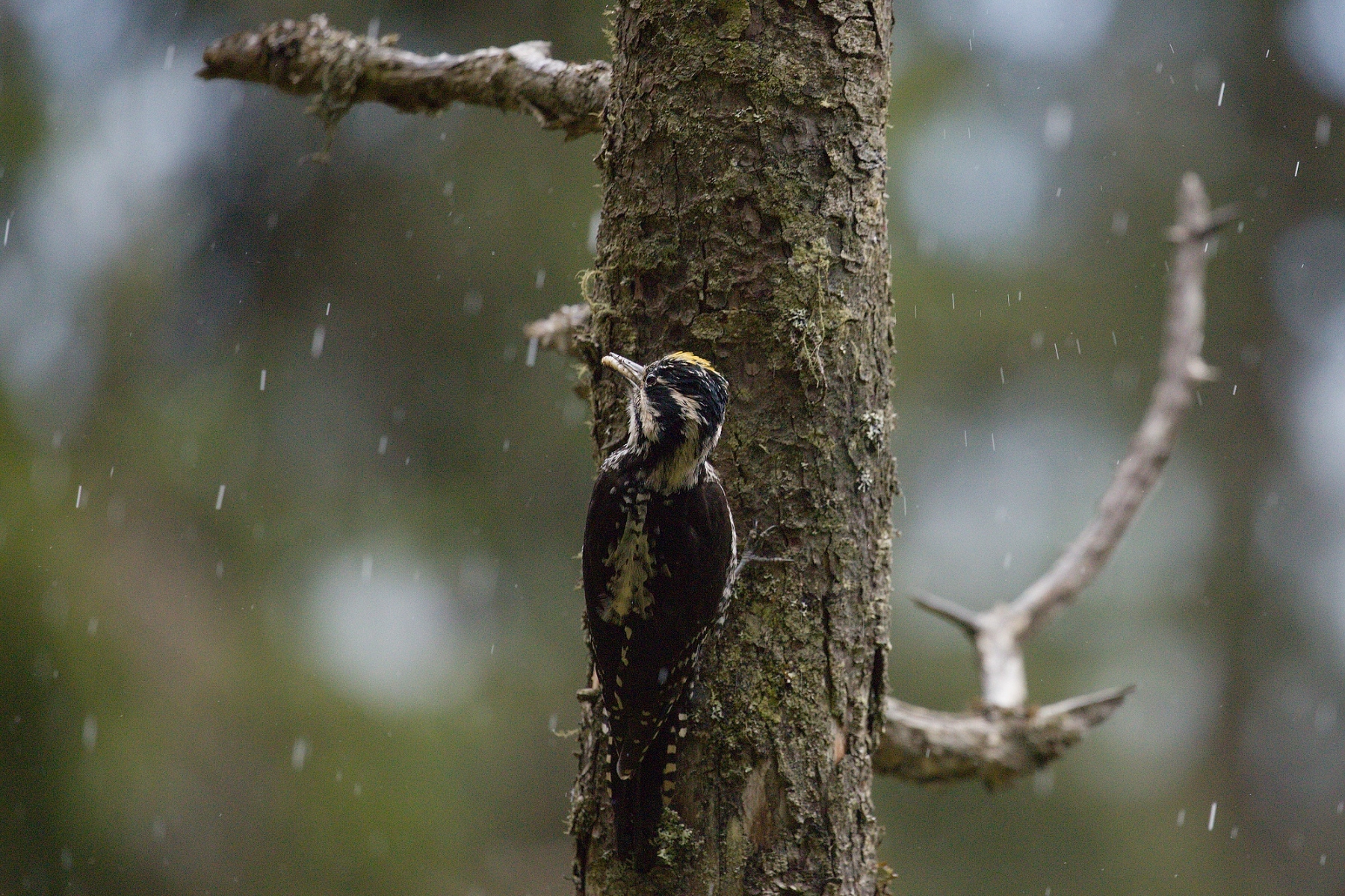 ďubník trojprstý (Picoides tridactylus) Three-toed woodpecker, Parcul National Calimani, Romania 2