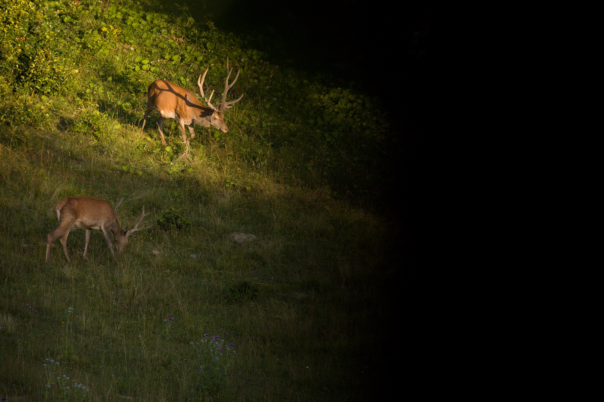 jeleň lesný (Cervus elaphus) Red deer, Malá Fatra, SLovensko (1)