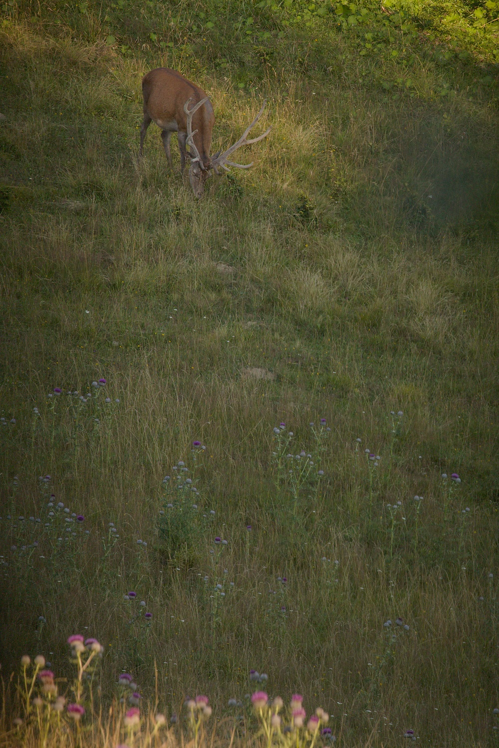 jeleň lesný (Cervus elaphus) Red deer, Malá Fatra, SLovensko (2)