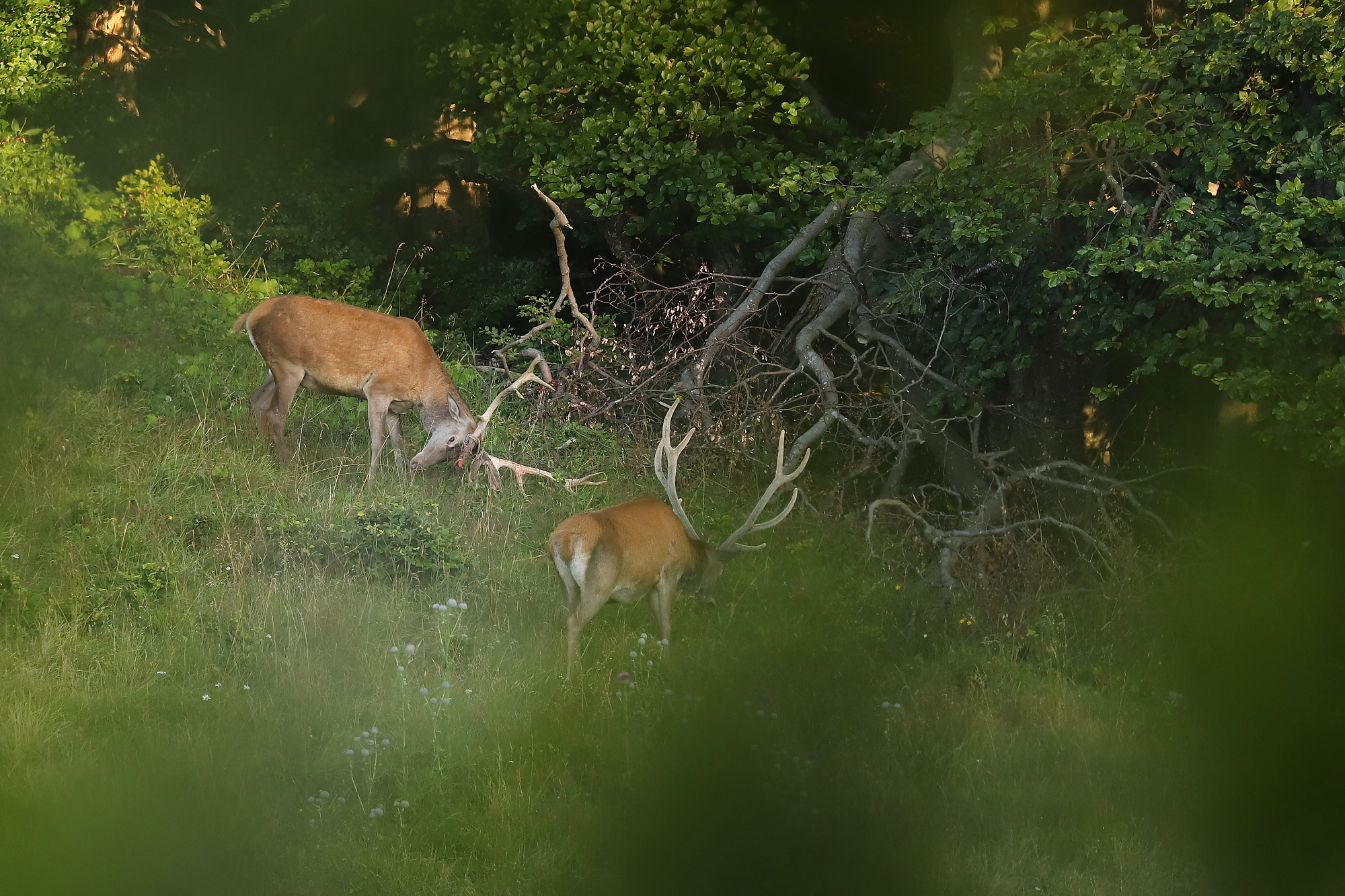 jeleň lesný (Cervus elaphus) Red deer, Malá Fatra, SLovensko (3)